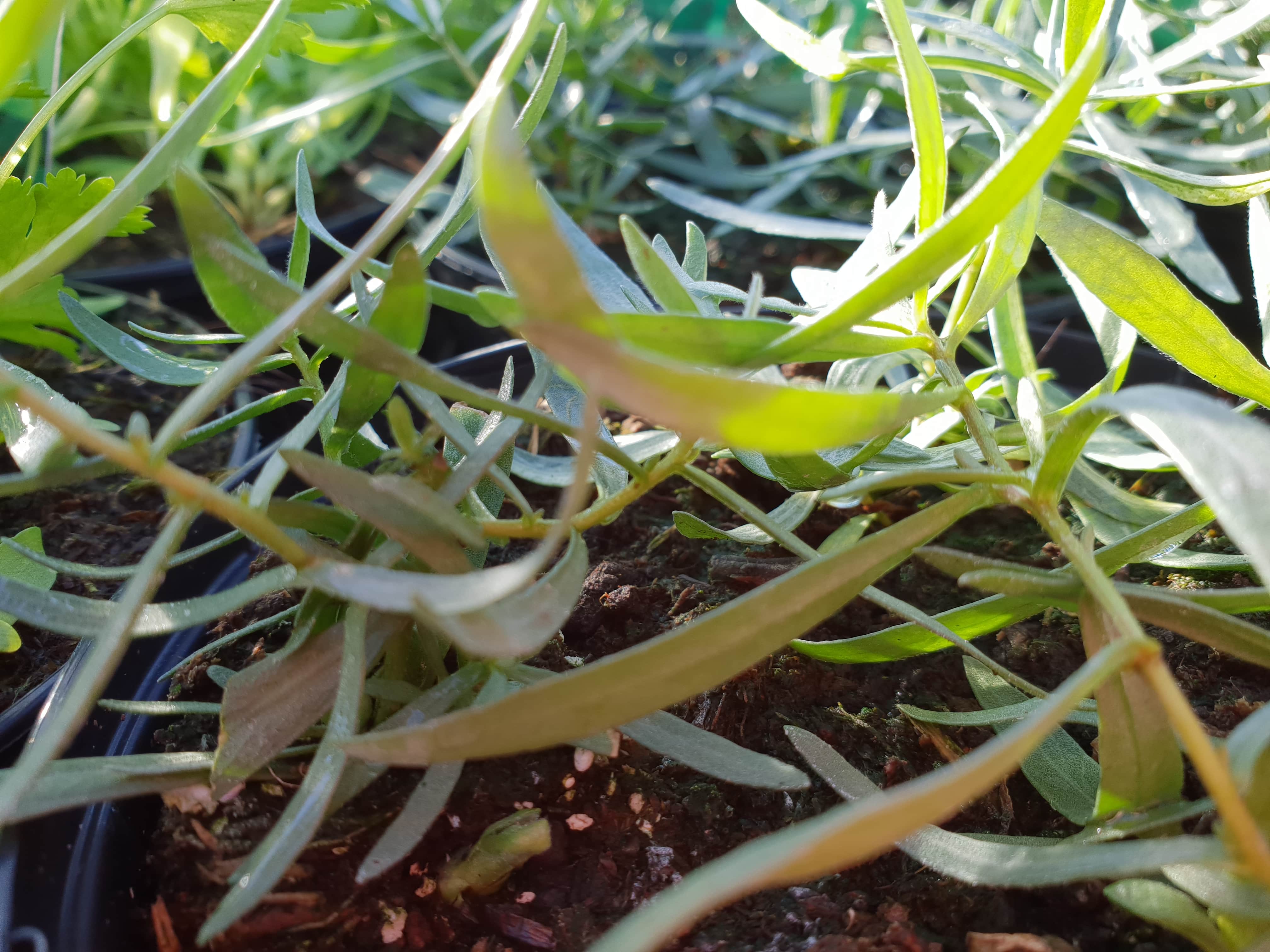 Tarragon French - John Cullen Gardens
