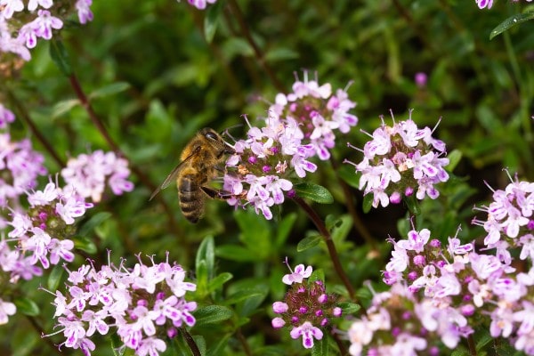 Thyme Caraway - John Cullen Gardens