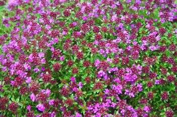 Thyme 'Creeping Red' - John Cullen Gardens