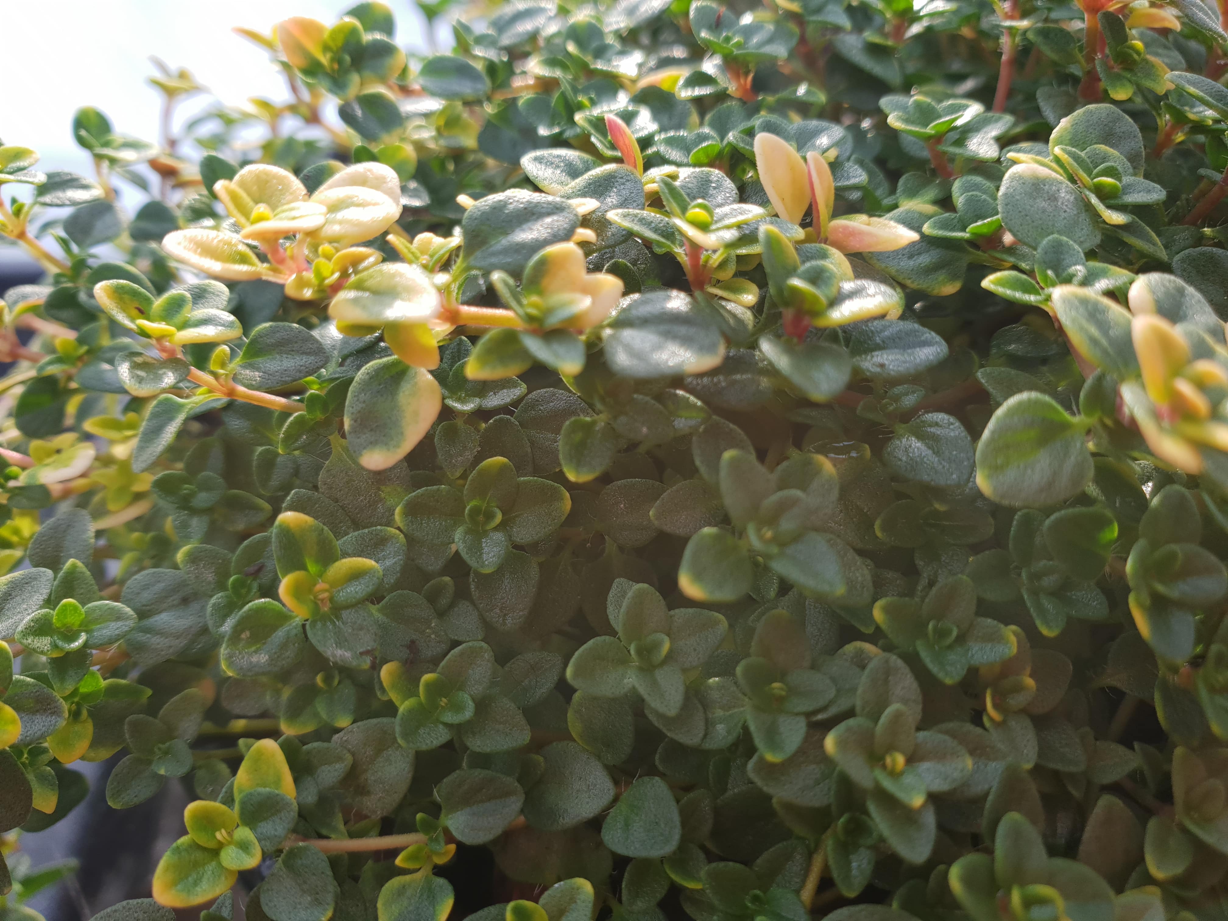 Thyme 'Doone Valley' - John Cullen Gardens