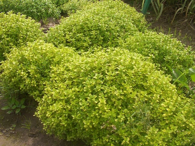 Thyme Gold - John Cullen Gardens
