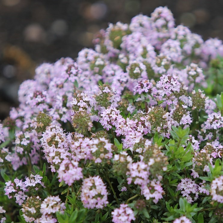 Thyme 'Jekka' - John Cullen Gardens