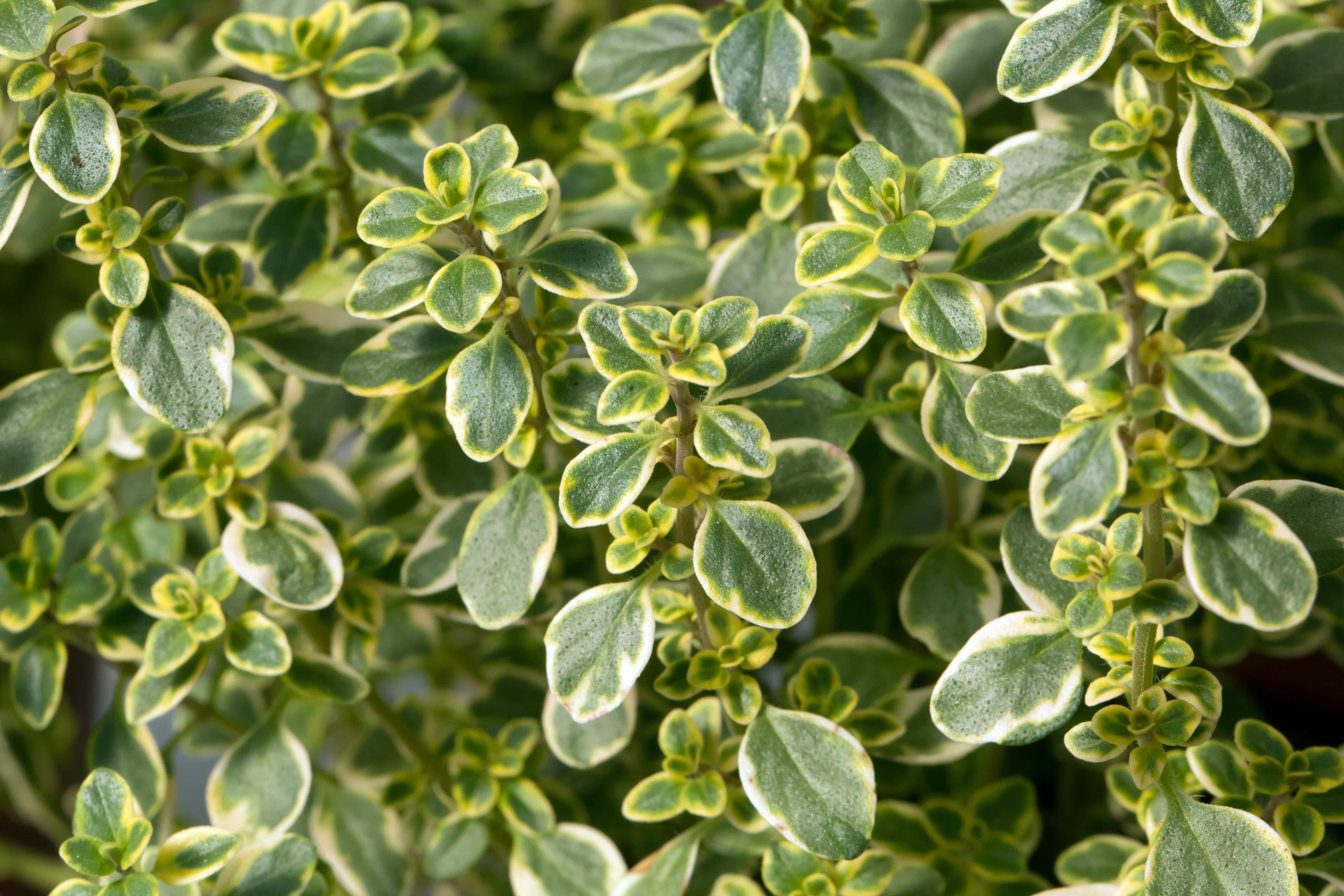 Thyme Lemon - John Cullen Gardens