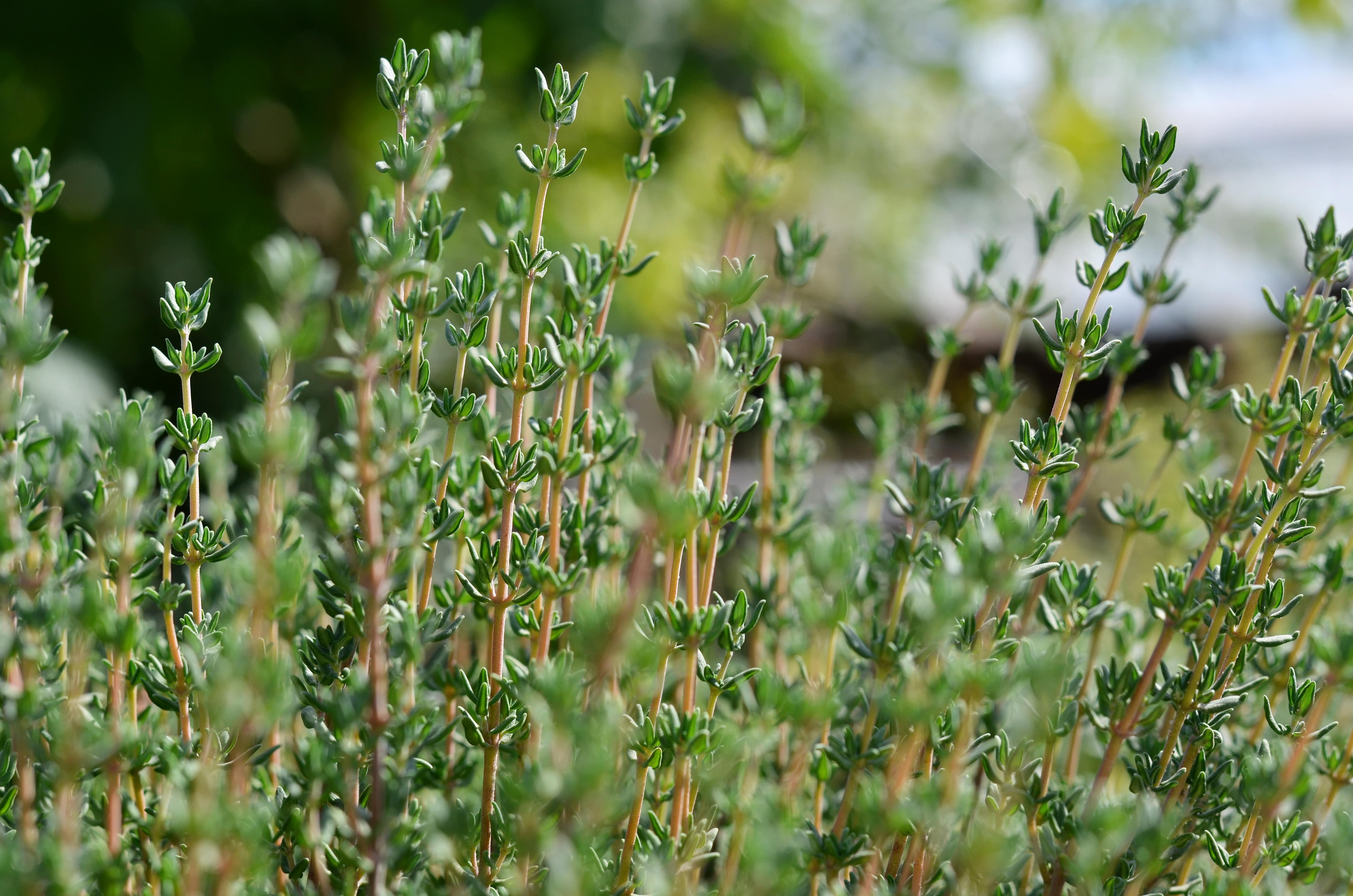 Thyme common - John Cullen Gardens