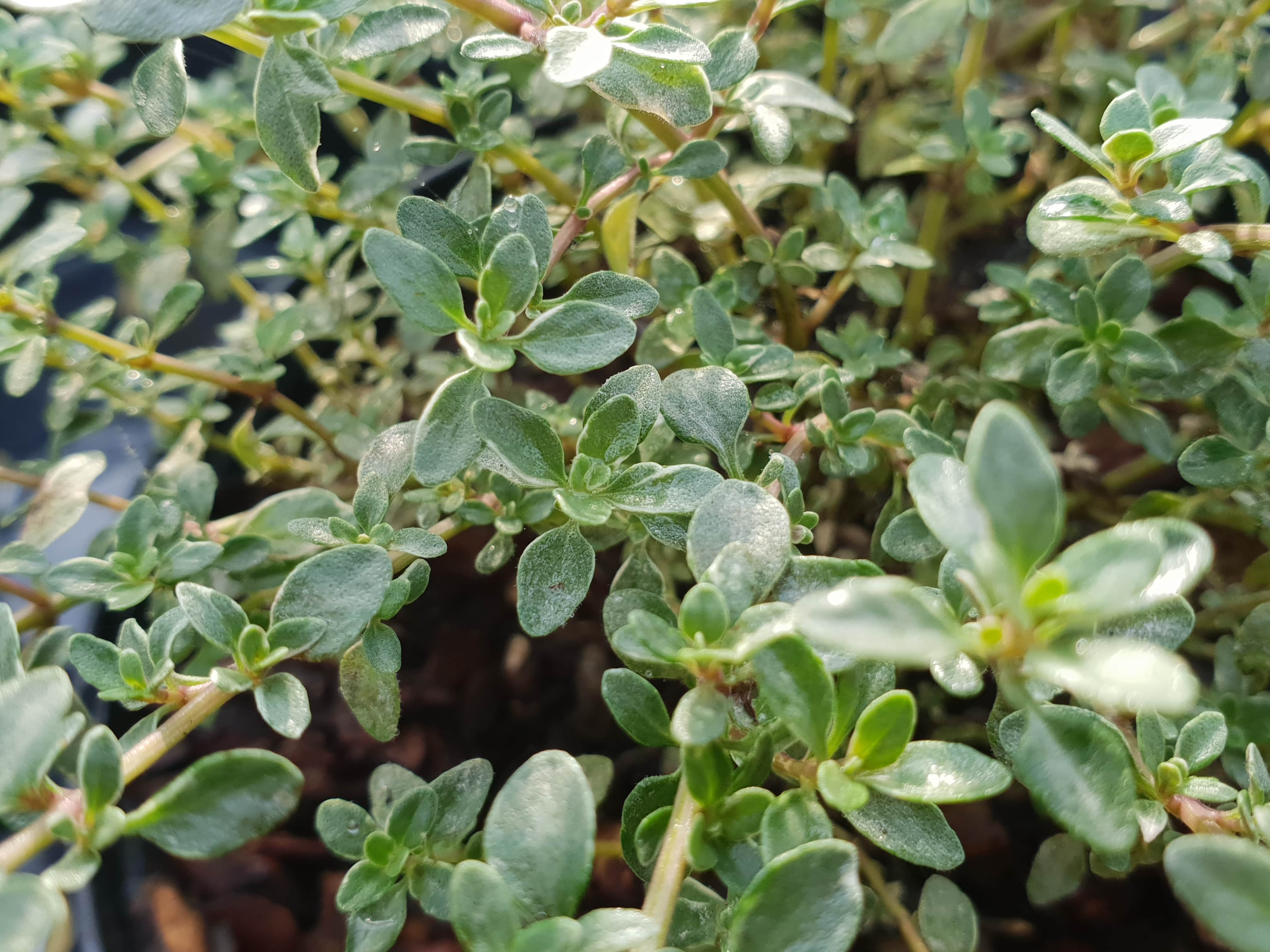Thyme 'Silver Posie' - John Cullen Gardens