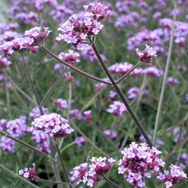 Verbena bonariensis 'Lollipop' (PBR) - John Cullen Gardens