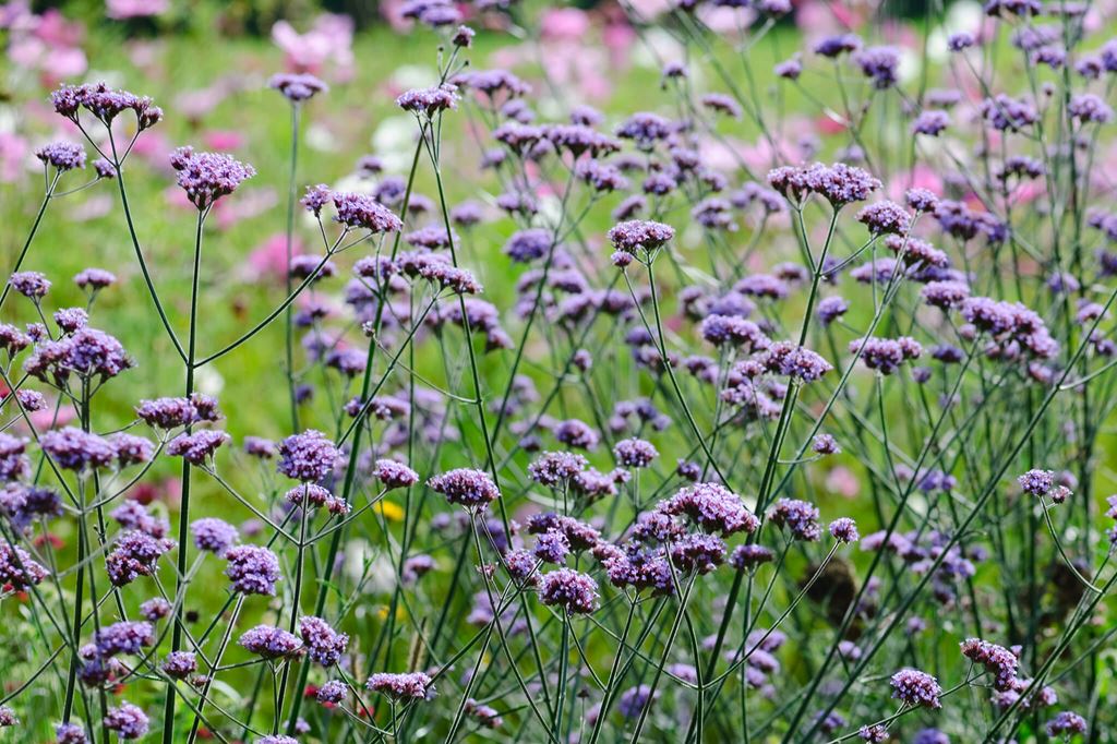 Verbena bonariensis - John Cullen Gardens
