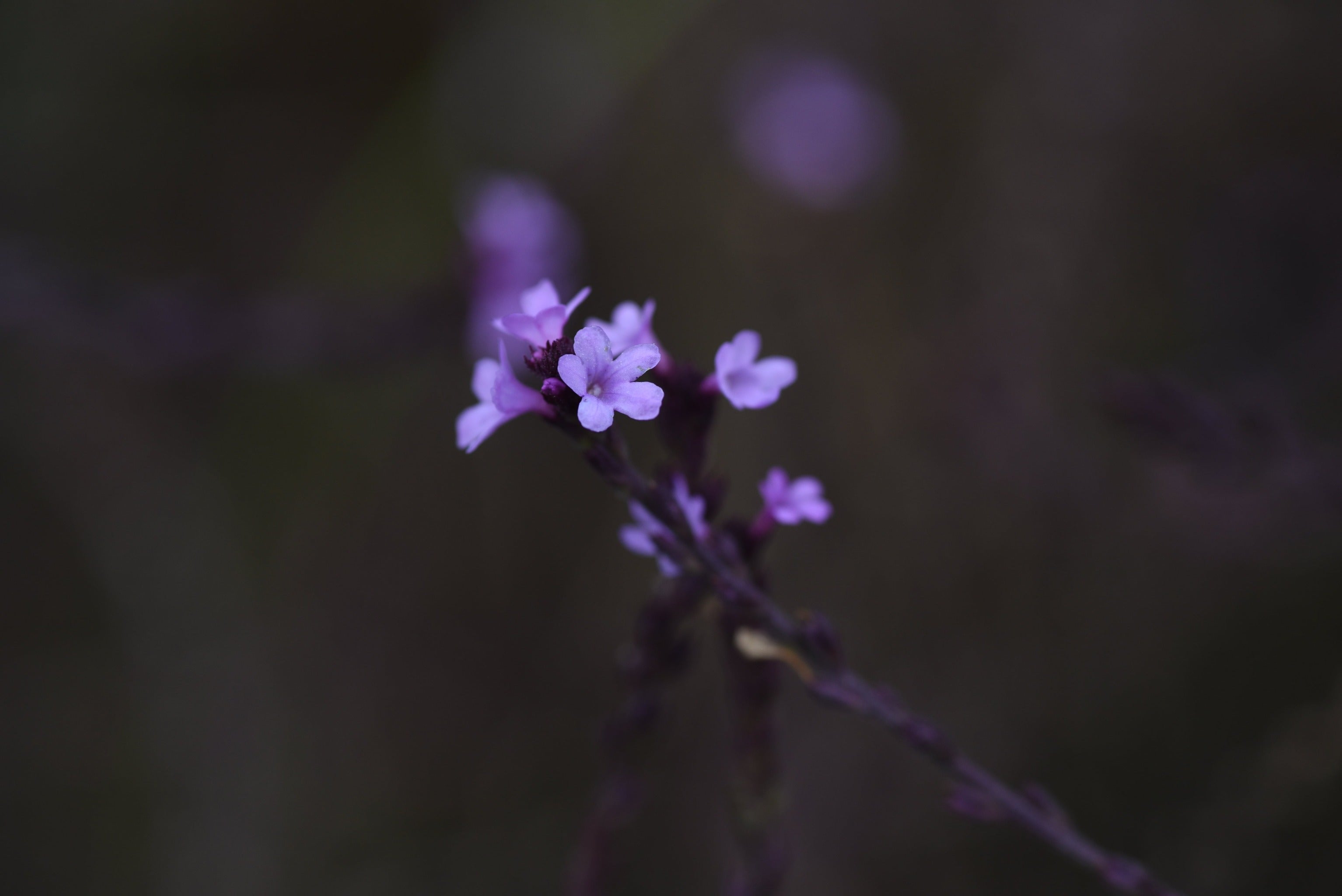 Verbena officinalis var. 'Bampton' - Sold out for 2024 - John Cullen Gardens
