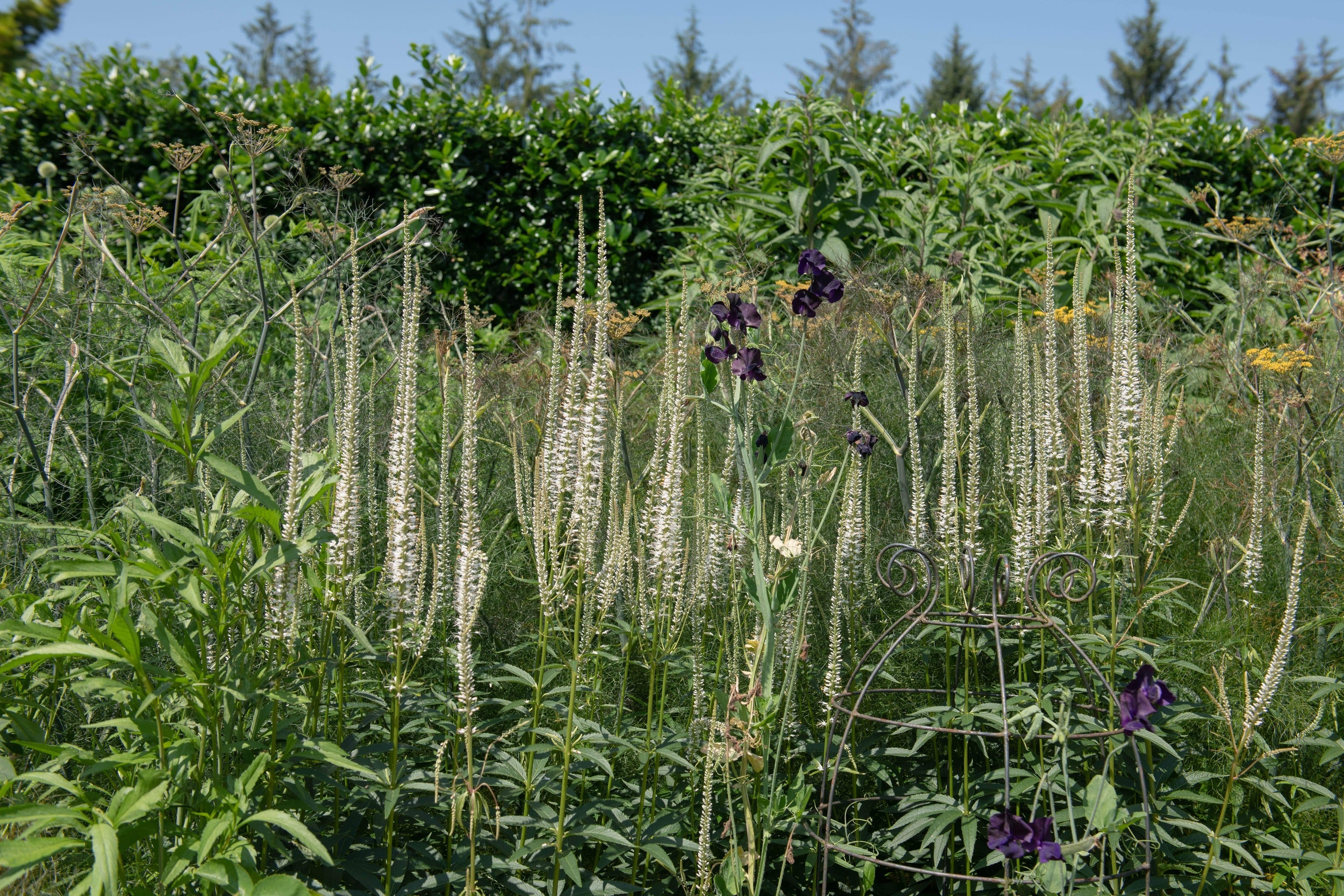 Veronicastrum virginica 'Album' - John Cullen Gardens