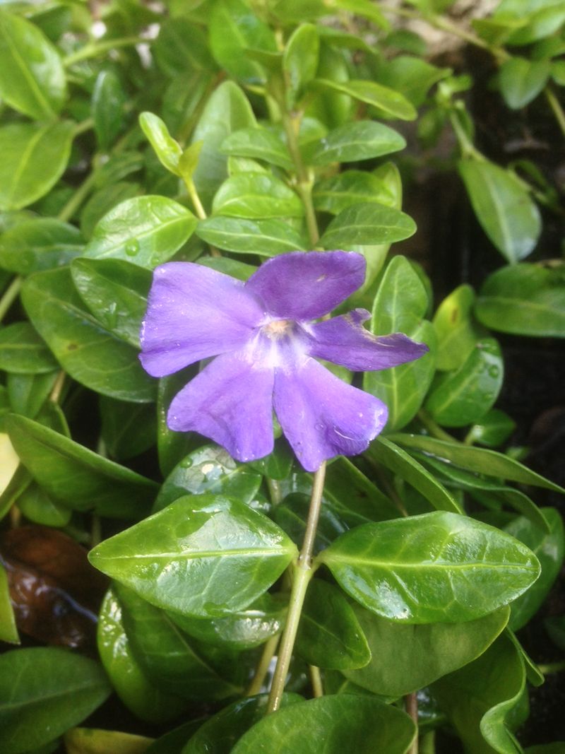 Vinca minor - Ready soon - John Cullen Gardens