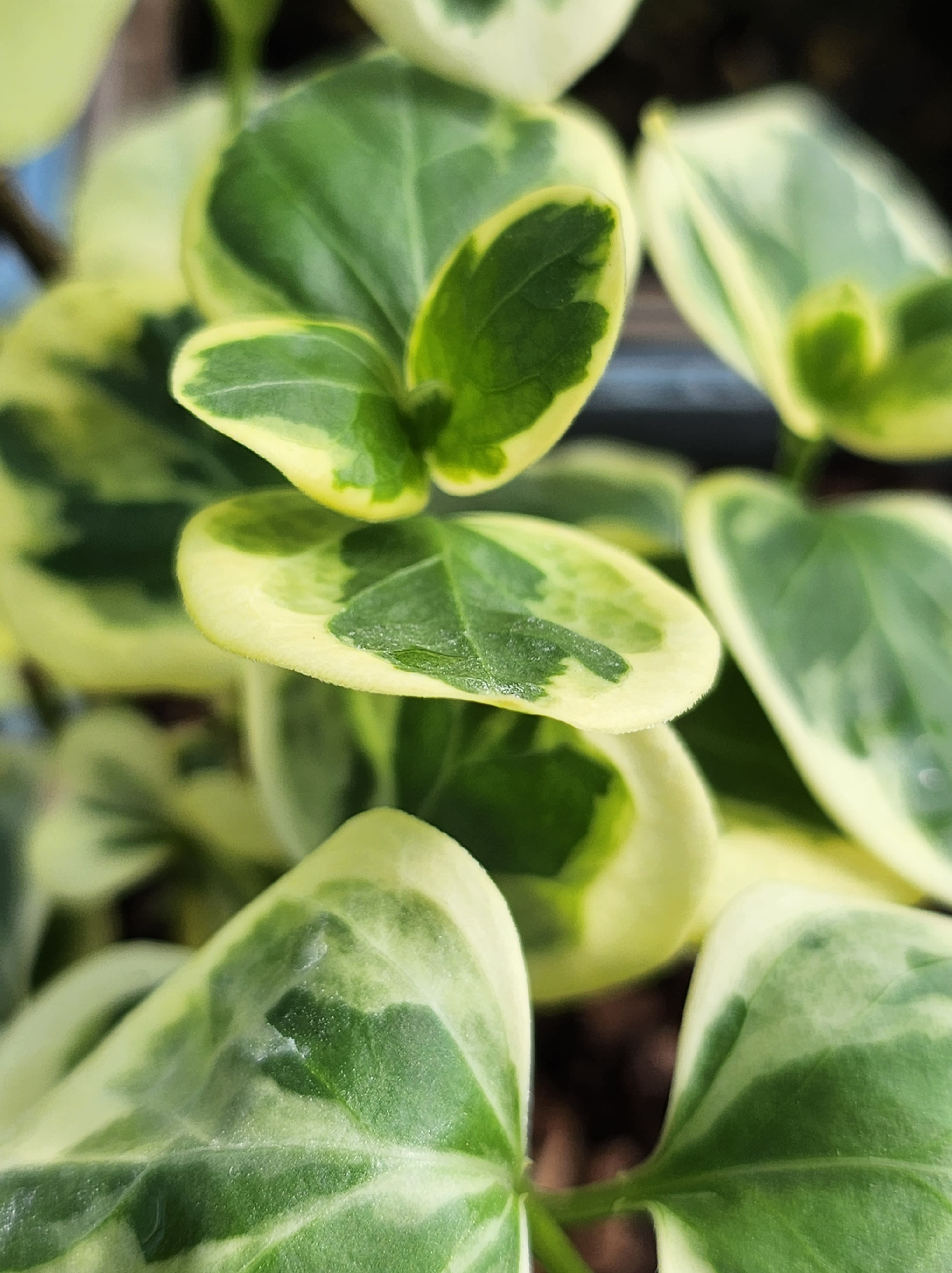 Vinca major Variegata - John Cullen Gardens