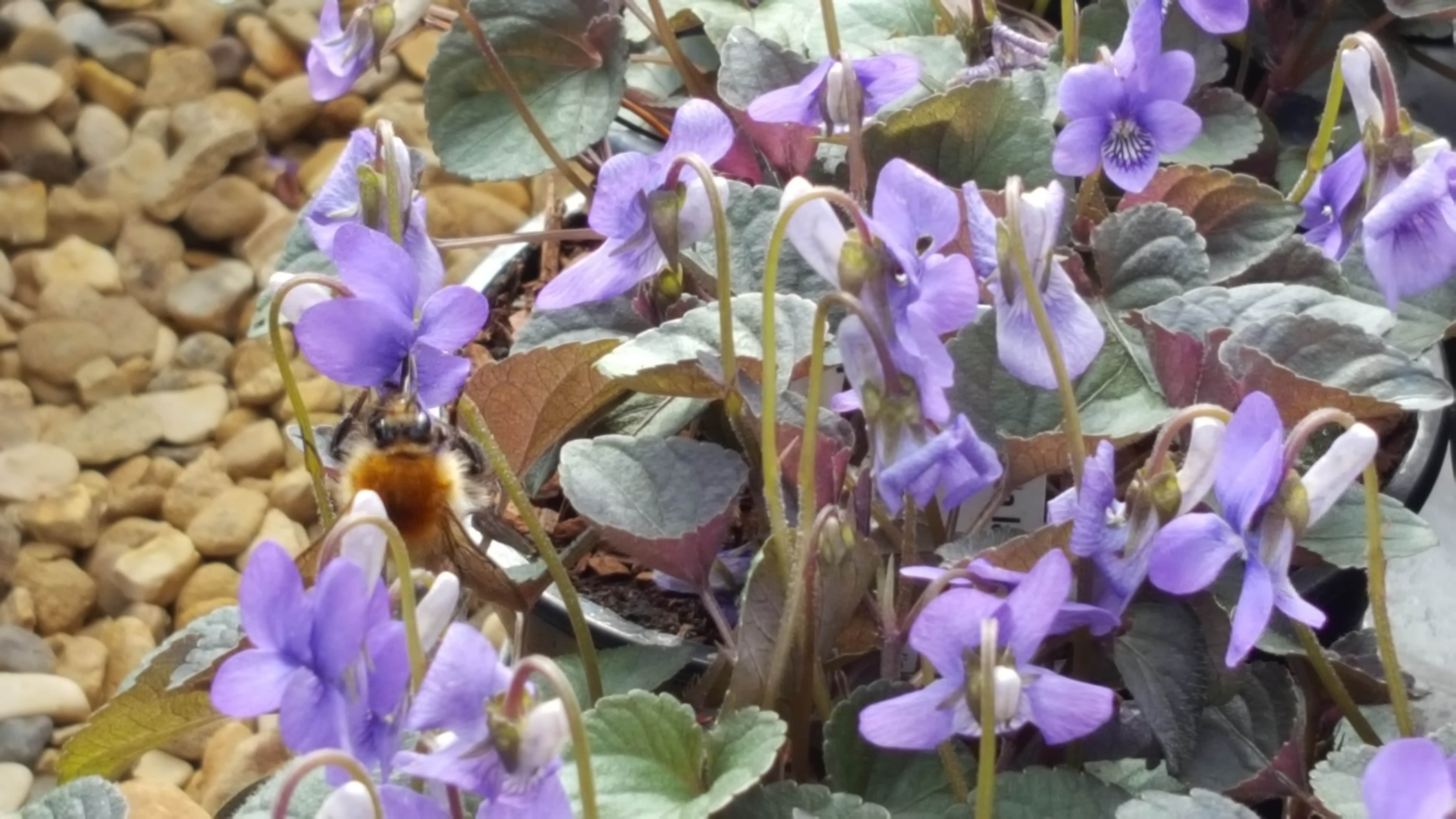 Viola labradorica - John Cullen Gardens