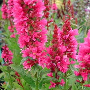 Lythrum salicaria 'Robert' - John Cullen Gardens