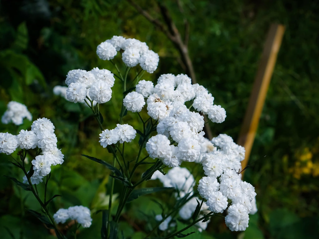 Our national collection of Achillea millefolium | John Cullen Gardens