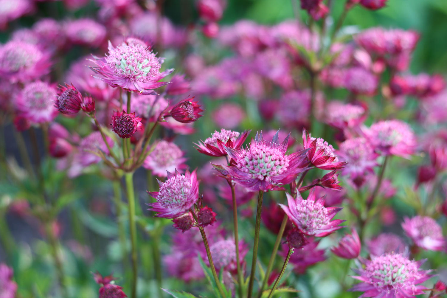 Astrantia Cerise Button Care Guide: From Planting to Perfect Blooms