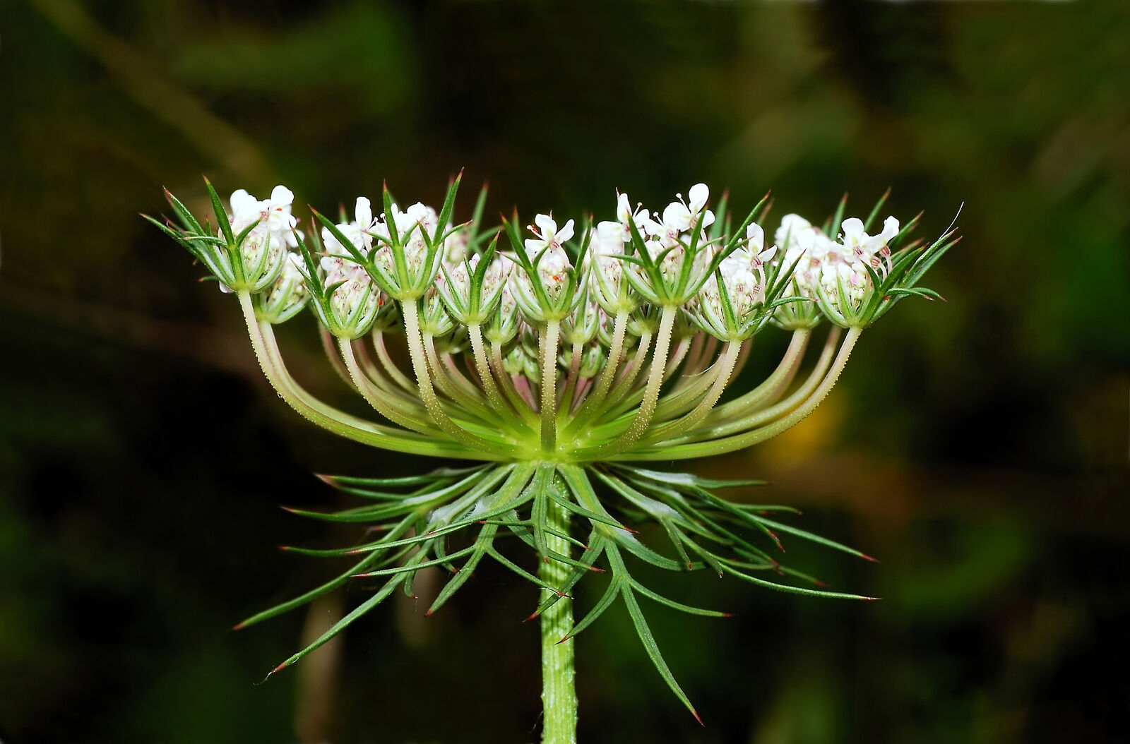 Wild Carrot - Daucus carota - 2 litre pot - Organic