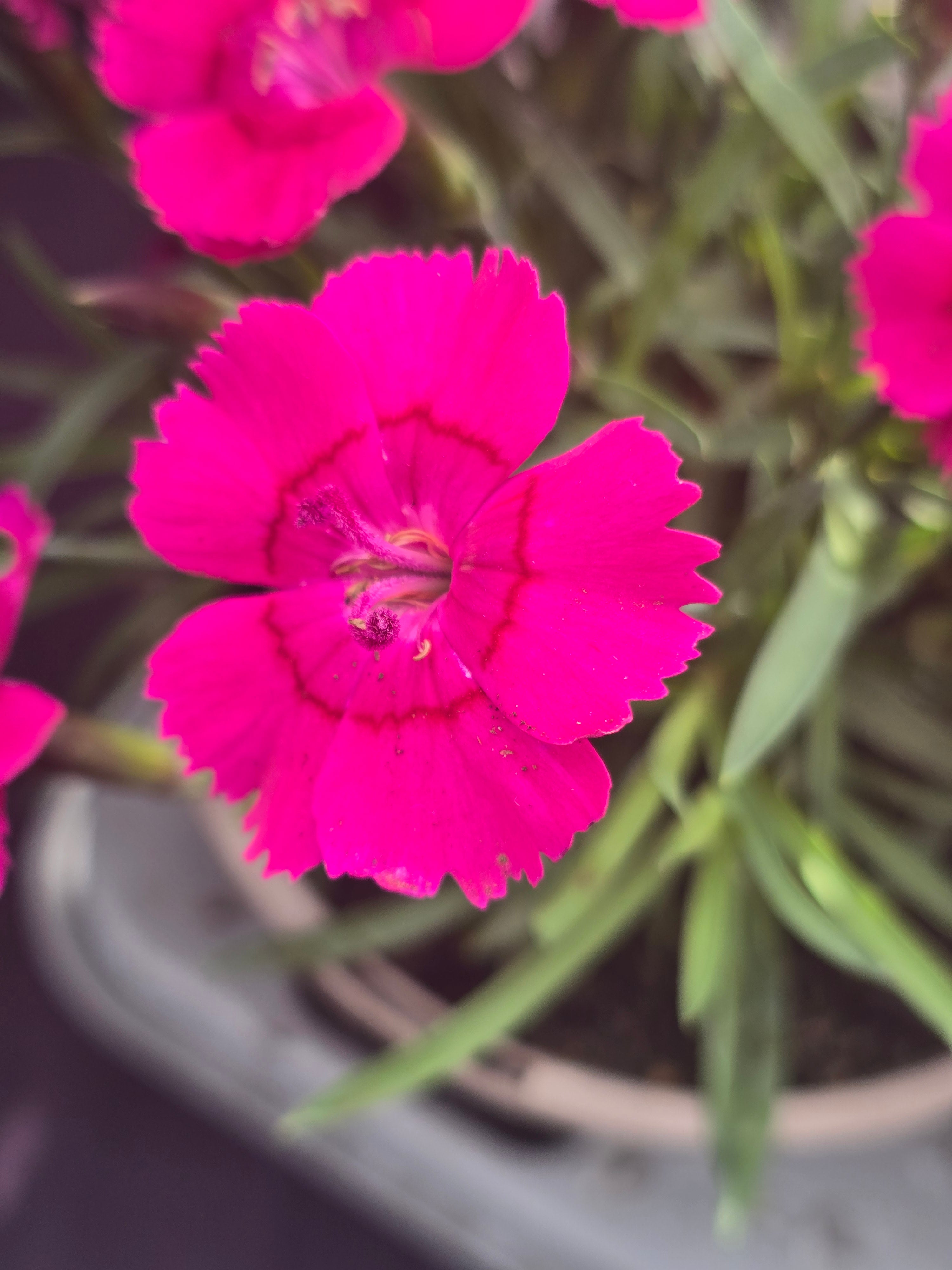 Dianthus 'Diantica Raspberry Cream' - John Cullen Gardens