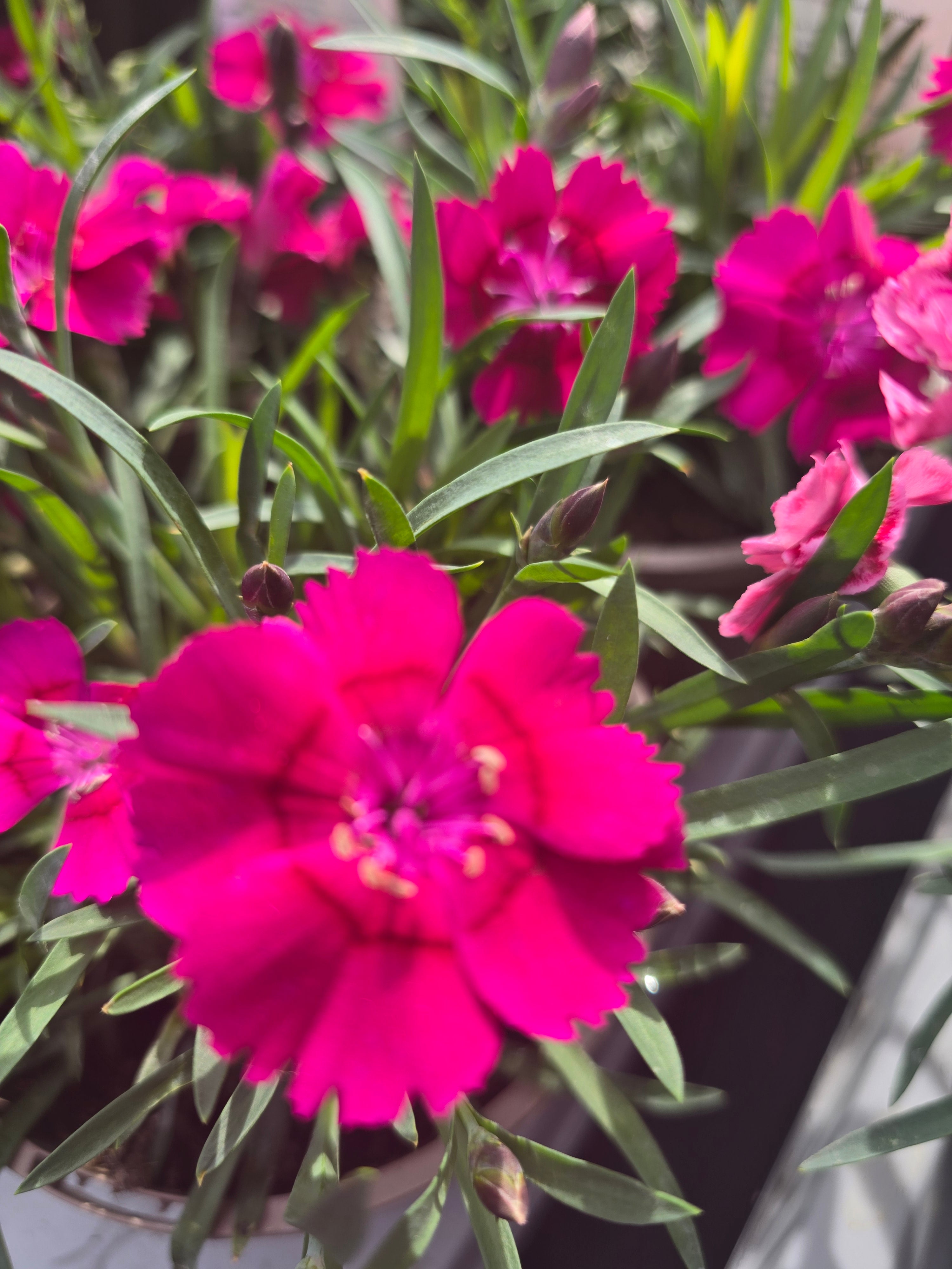 Dianthus 'Diantica Raspberry Cream' - John Cullen Gardens