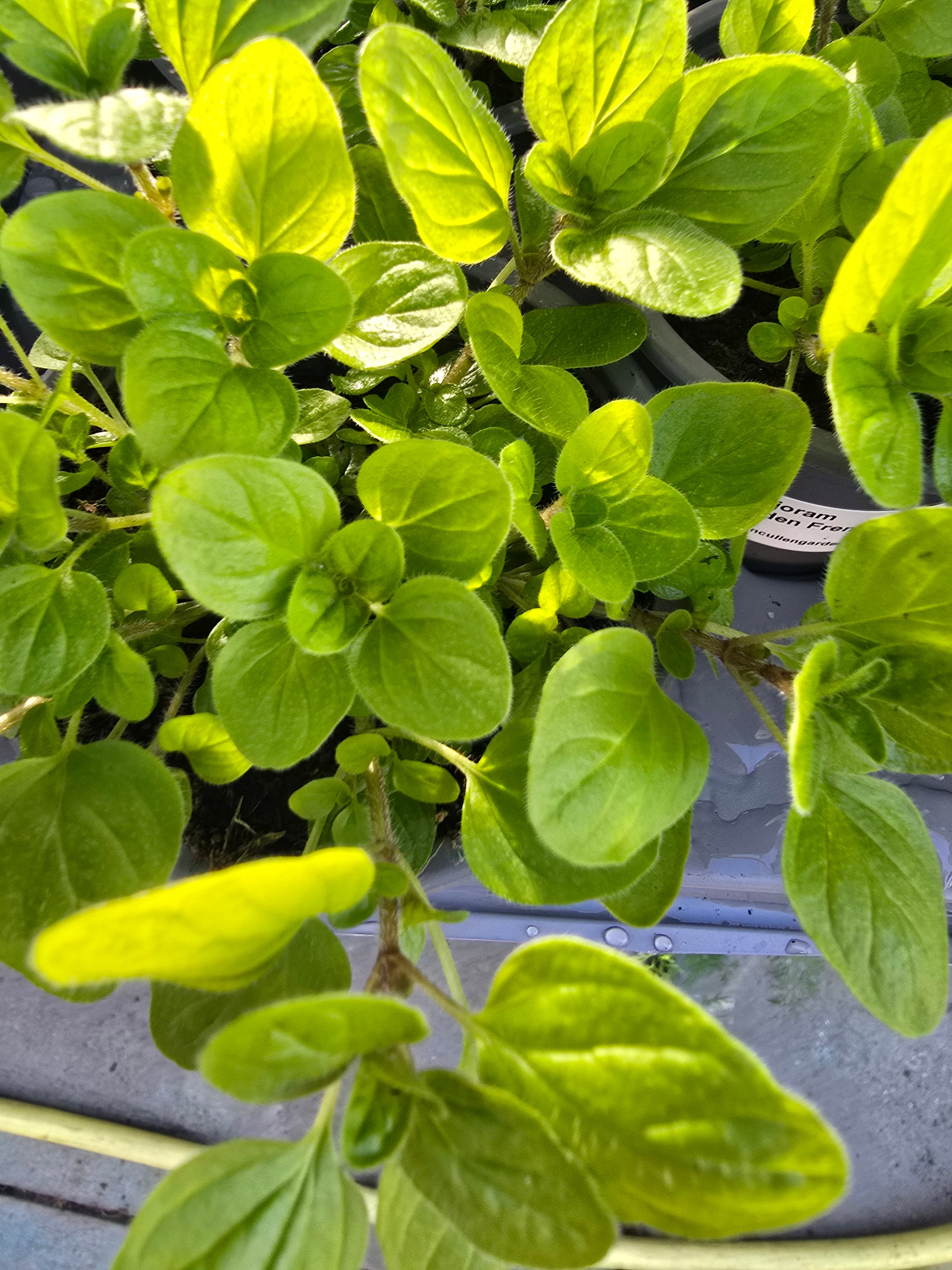 Oregano Golden French - John Cullen Gardens