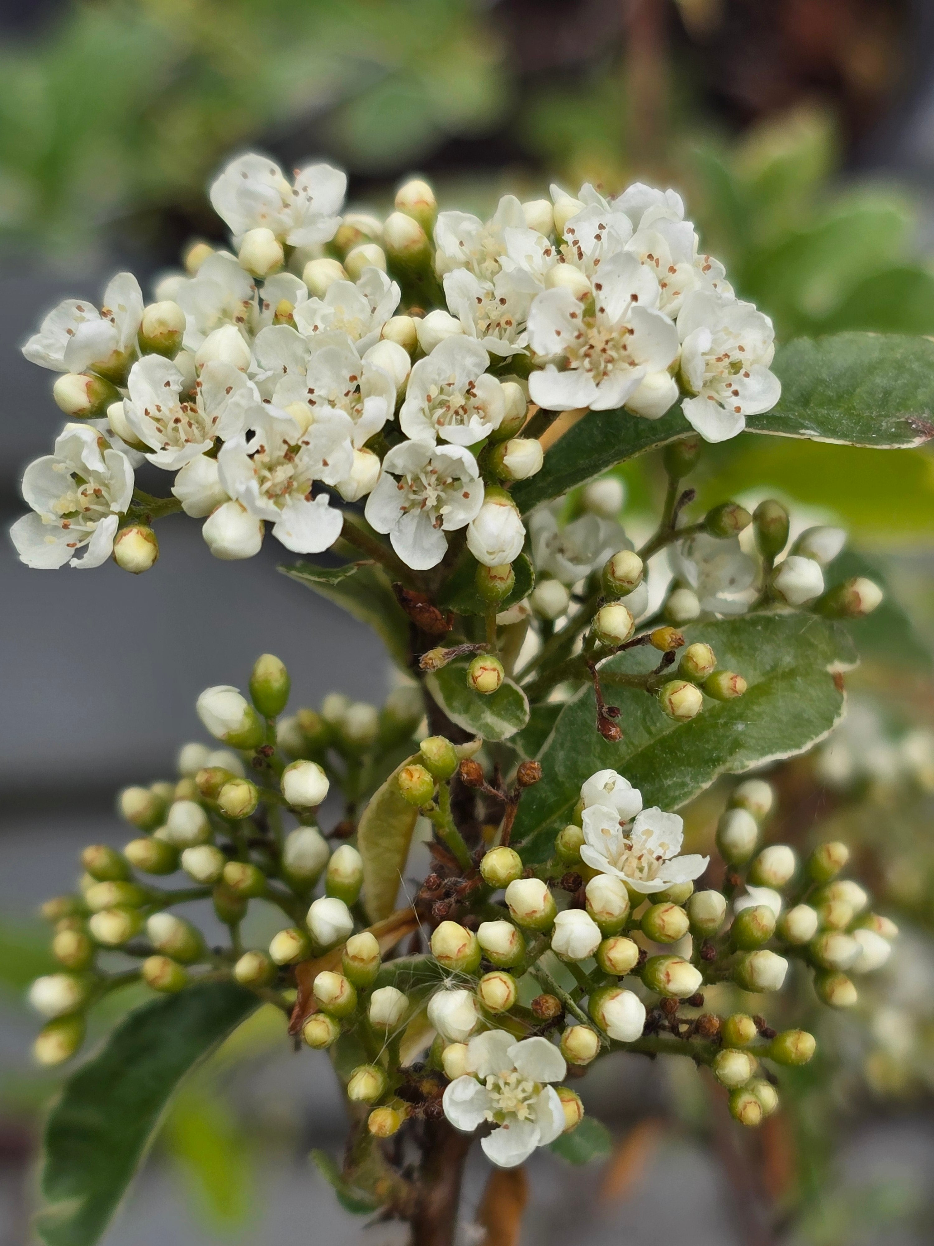 Pyracantha 'Mohave Silver' - John Cullen Gardens