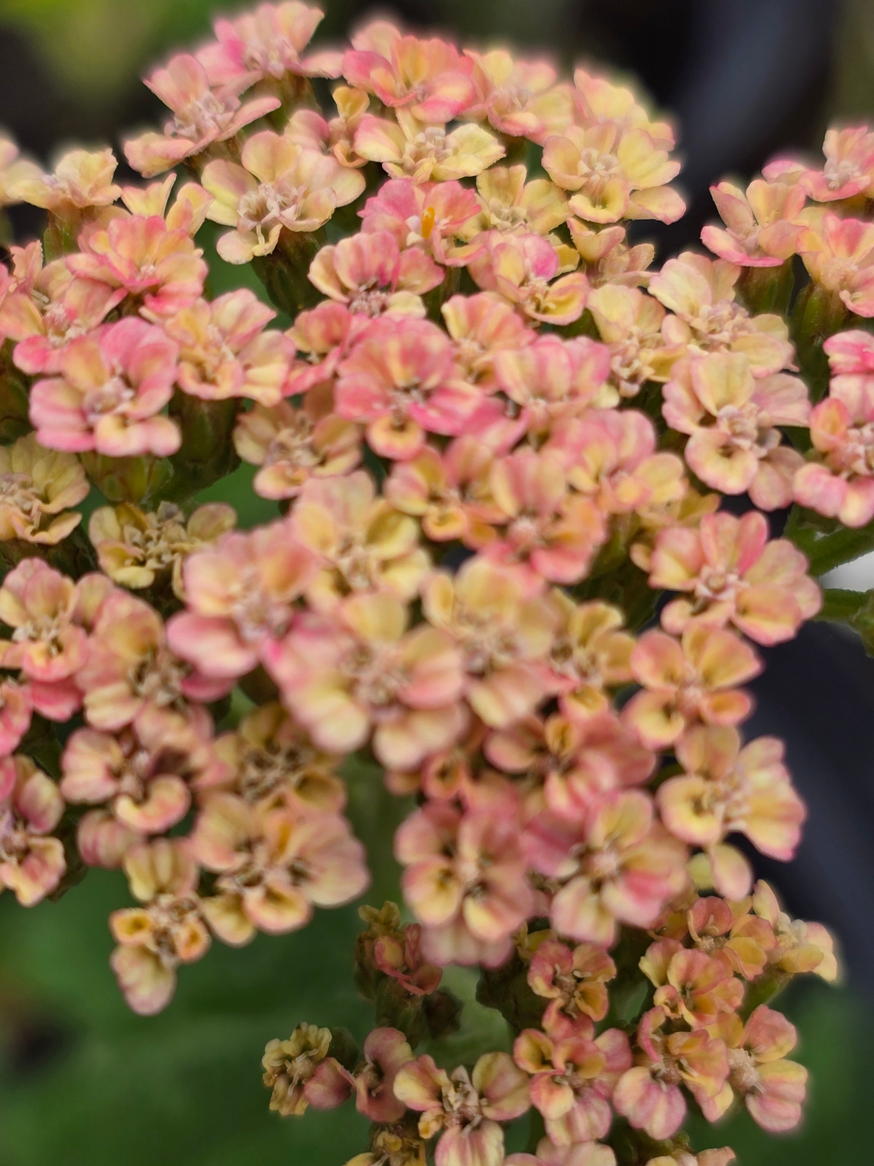 Achillea millefolium 'Butterfly Bombshell' - John Cullen Gardens