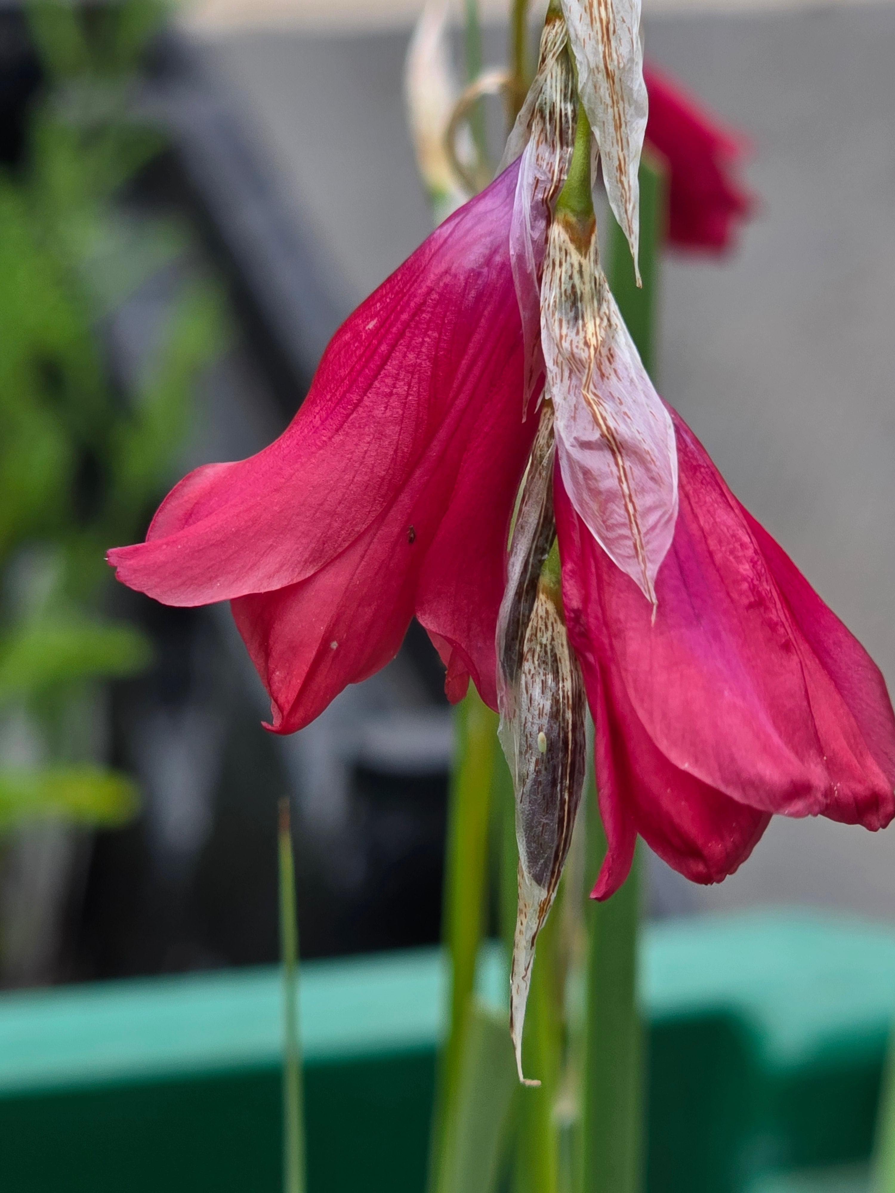 Dierama 'Wind Nymph Red' - John Cullen Gardens