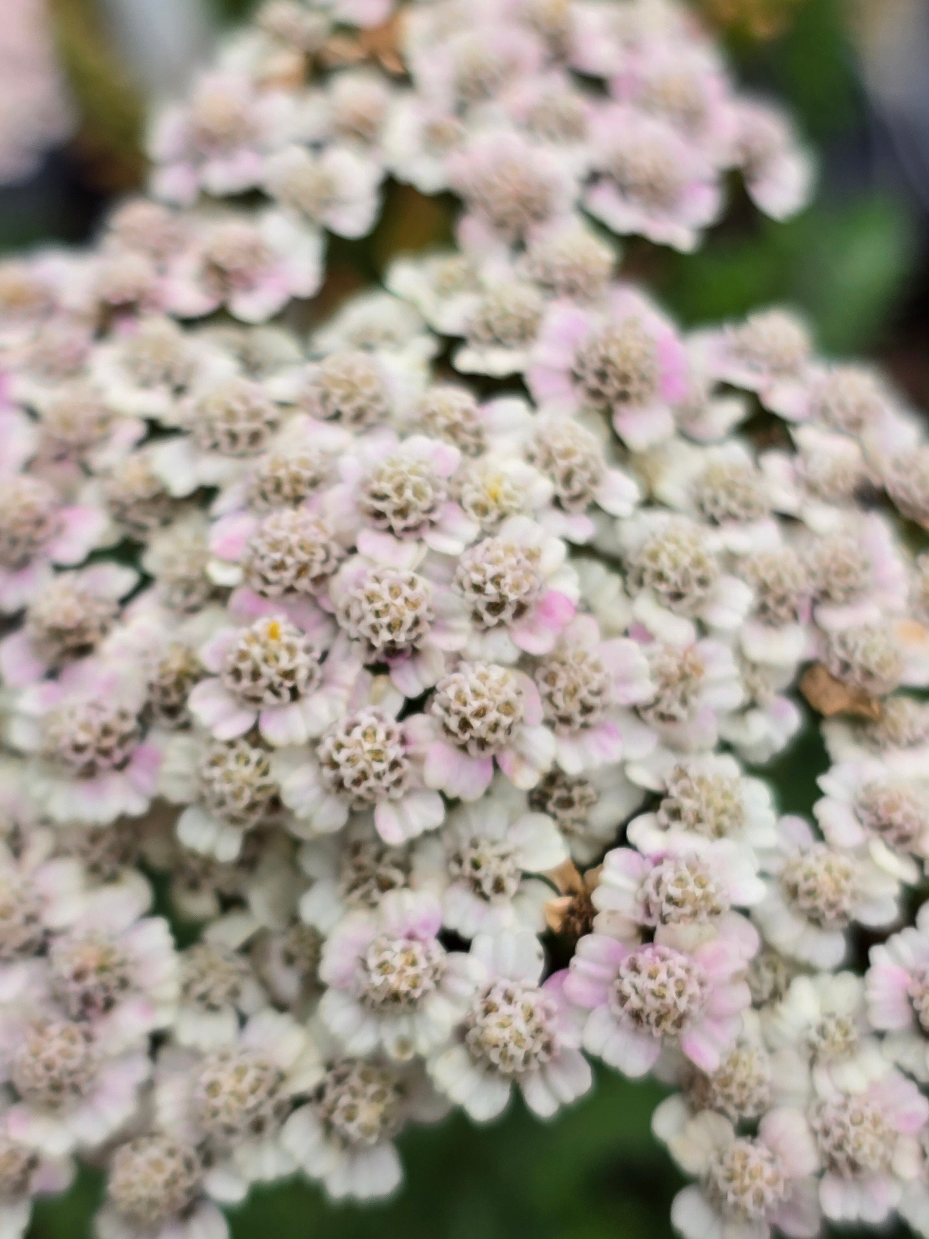 Achillea millefolium 'Butterfly Bombshell' - John Cullen Gardens