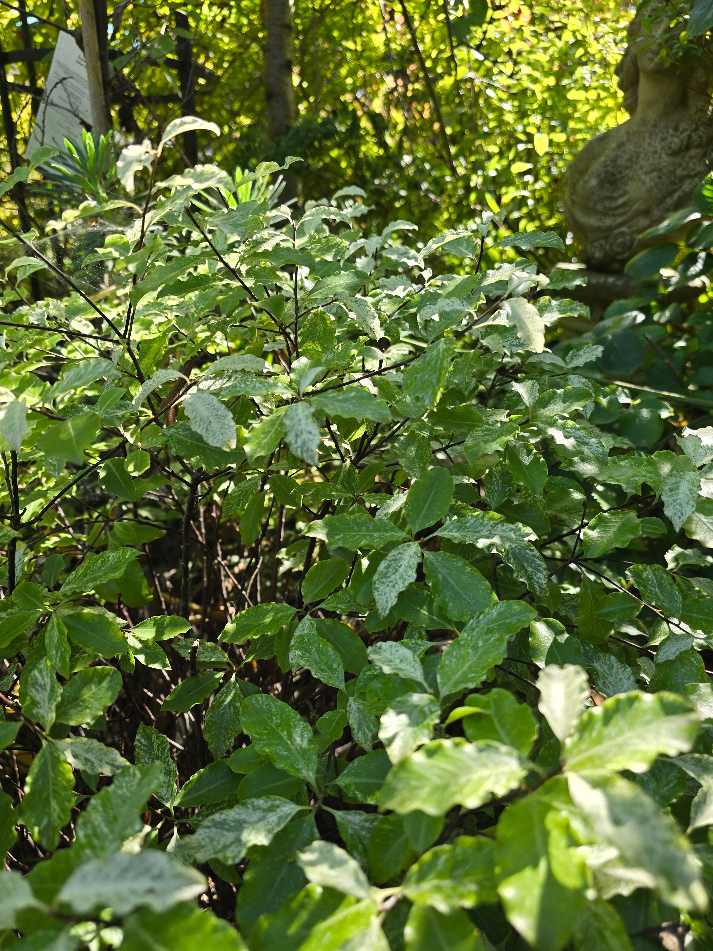 Pittosporum tenuifolium 'Irene Paterson' - John Cullen Gardens