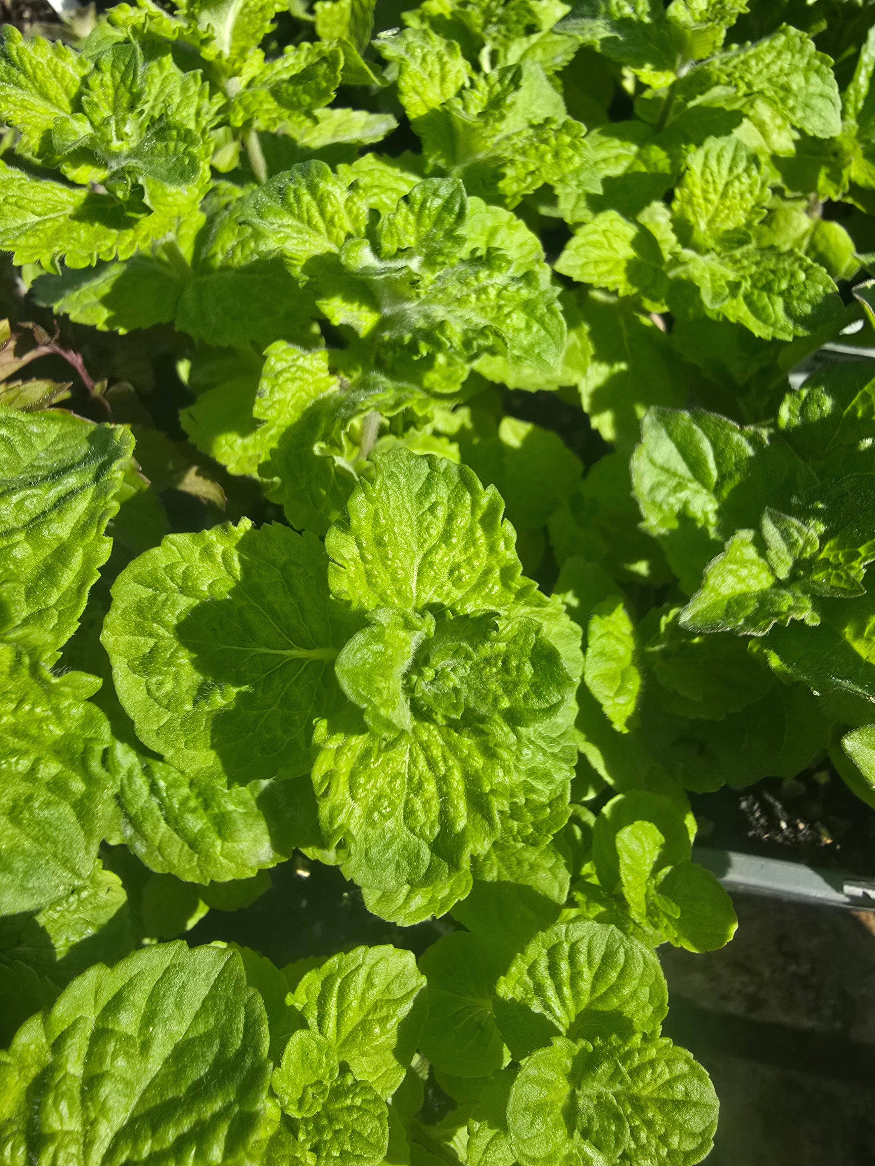 Mint  Mojito - John Cullen Gardens