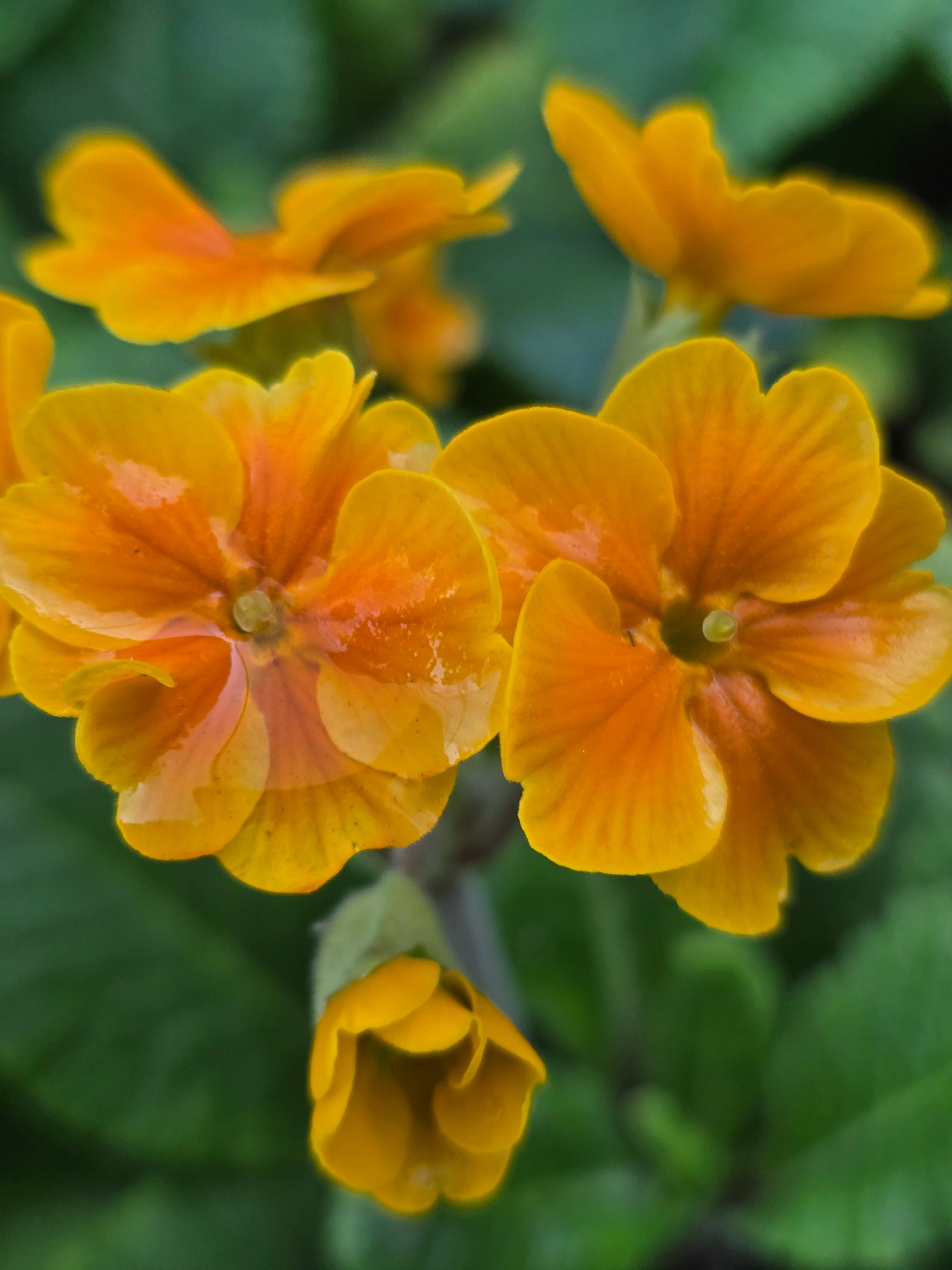 Primula elatior Crescendo Orange - John Cullen Gardens