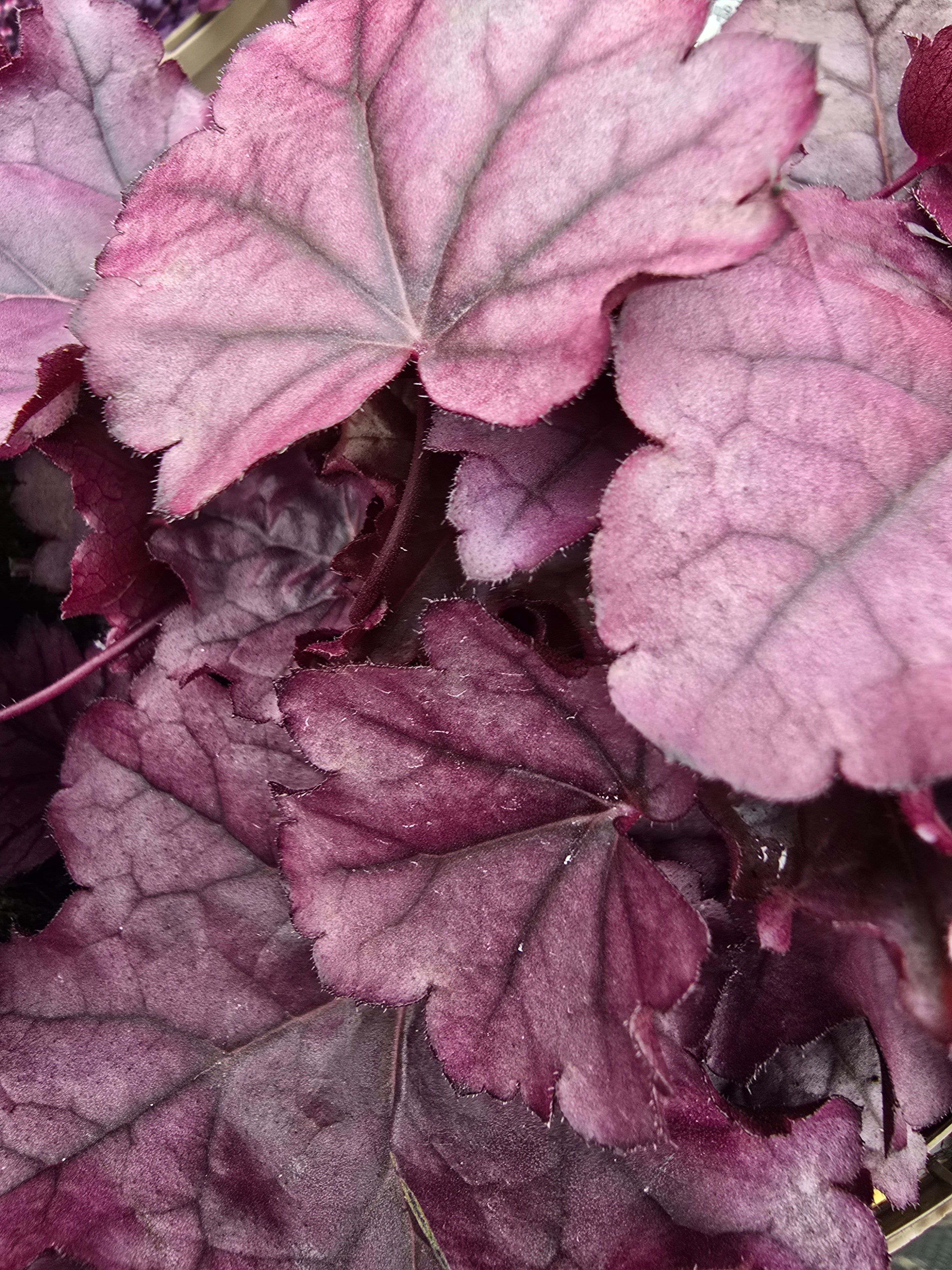 Heuchera 'Pink Panther' - John Cullen Gardens