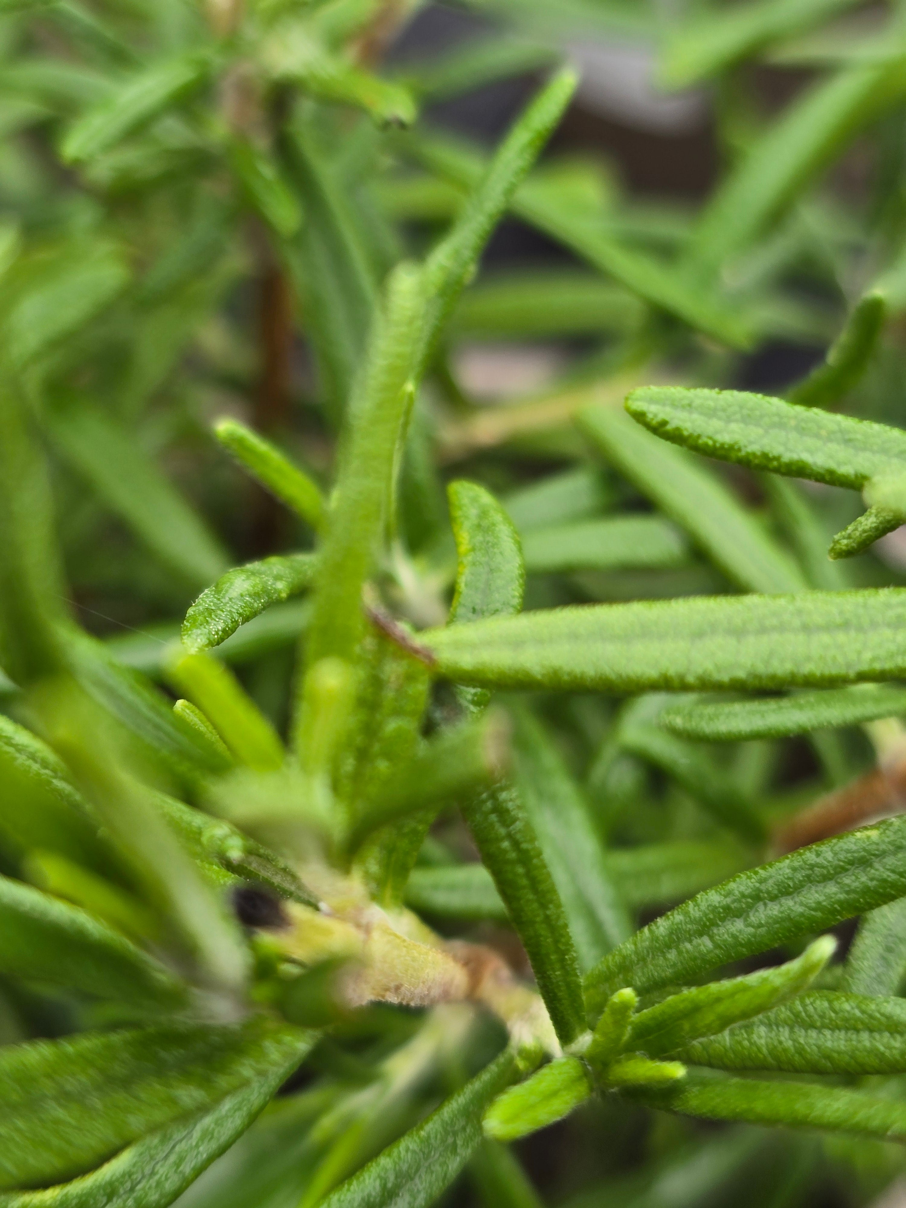 Rosemary - Britania Compact - John Cullen Gardens