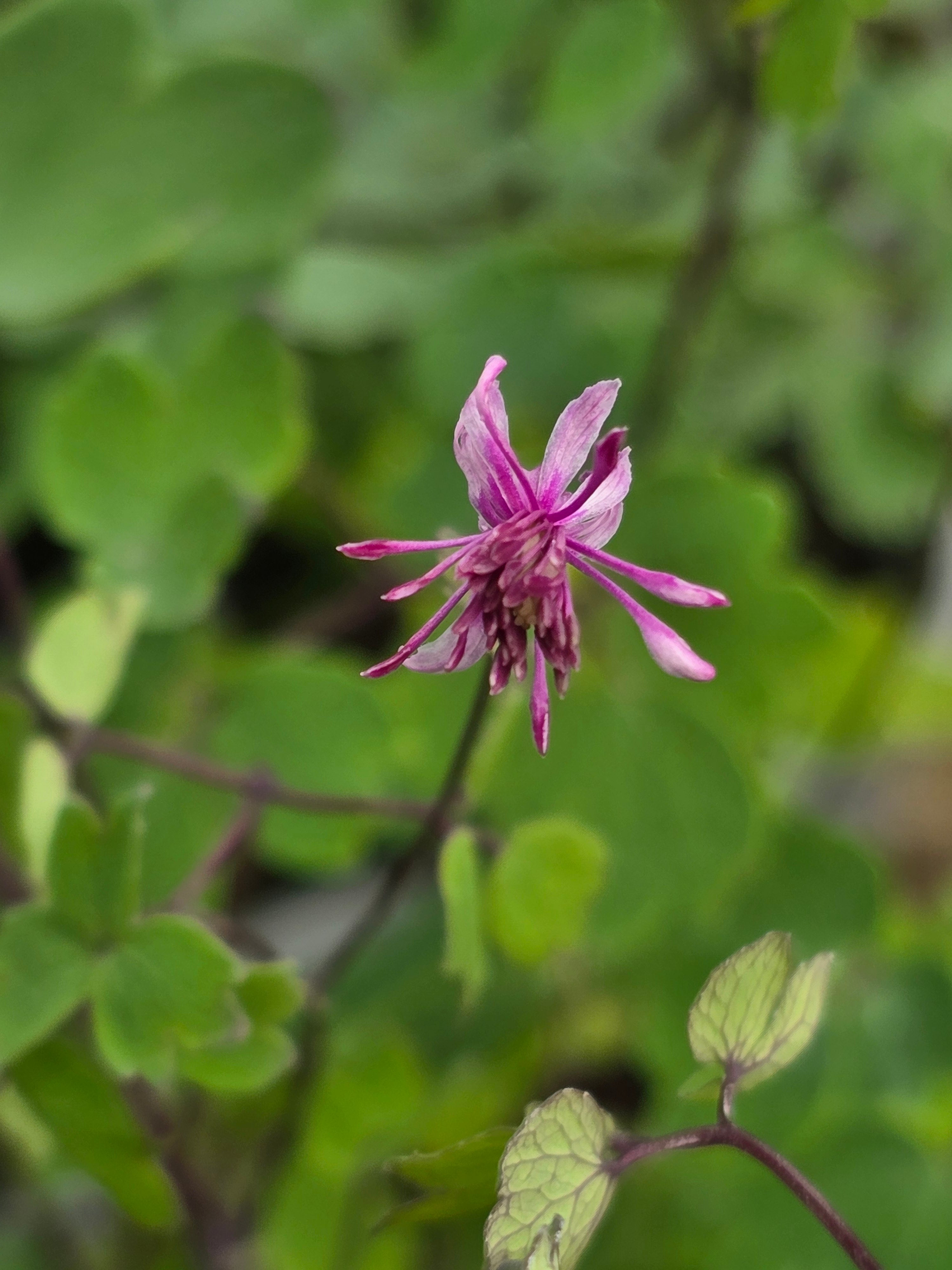 Thalictrum delavayi 'Little Pinkie' - John Cullen Gardens