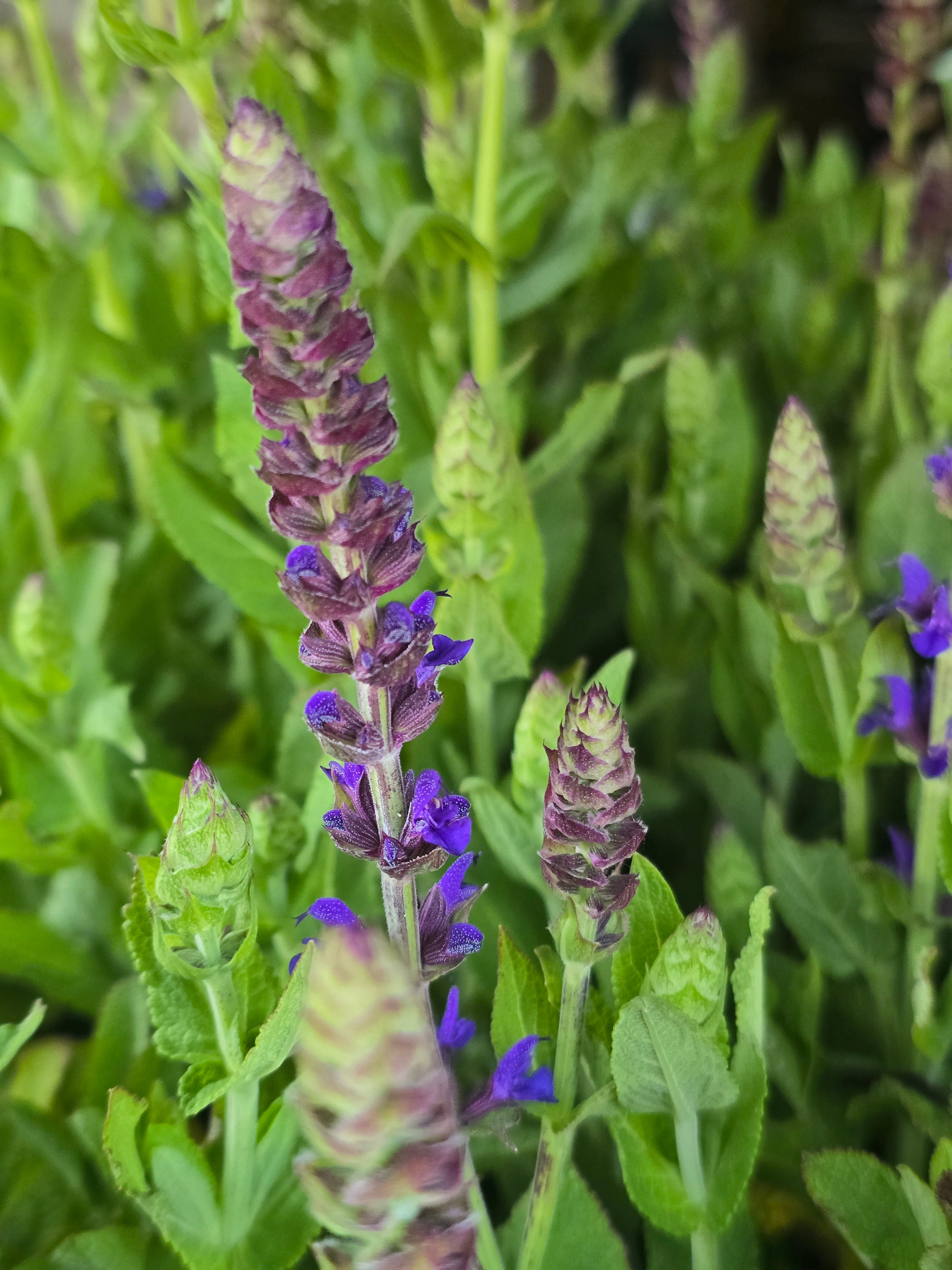 Salvia nemorosa 'Rianne Purple' - John Cullen Gardens