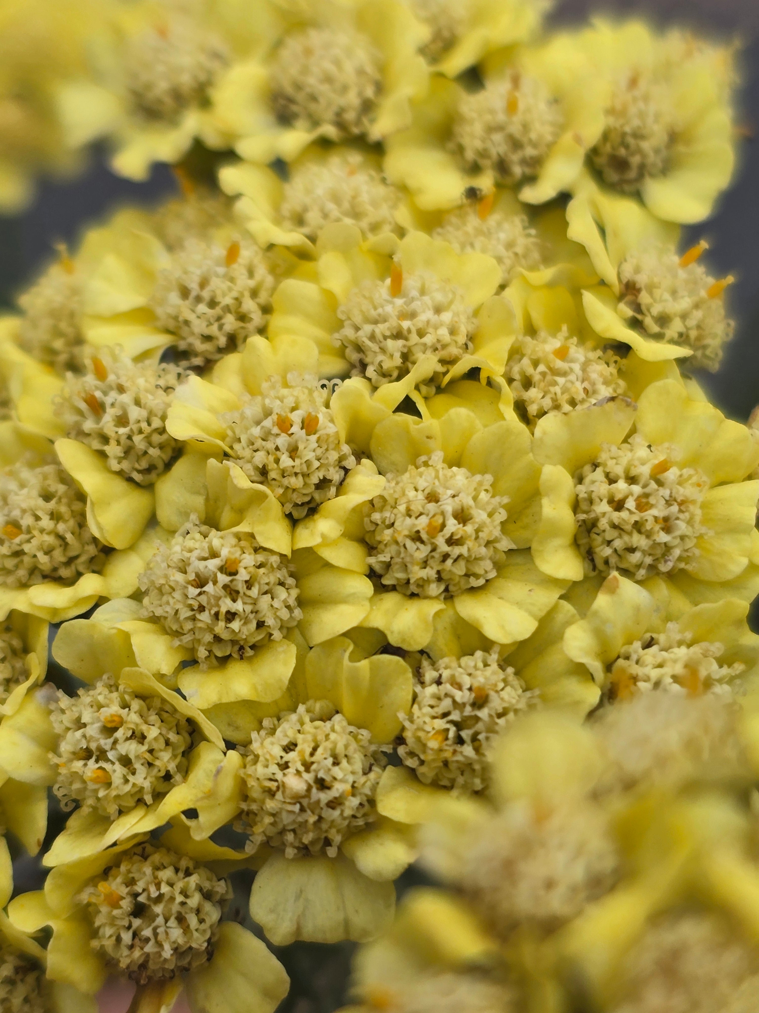 Achillea 'Desert Eve Light Yellow' - John Cullen Gardens