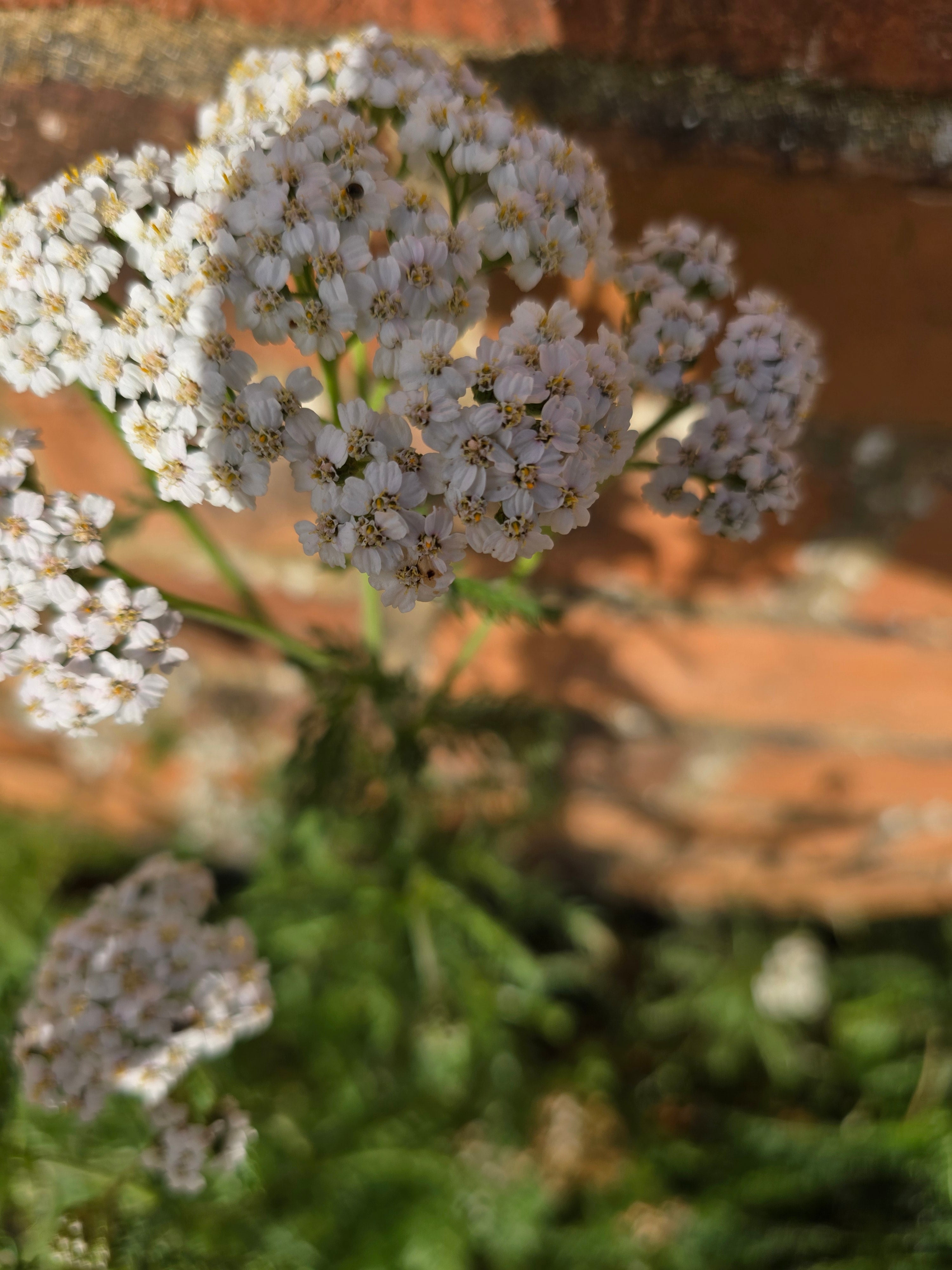 Achillea millefolium - John Cullen Gardens