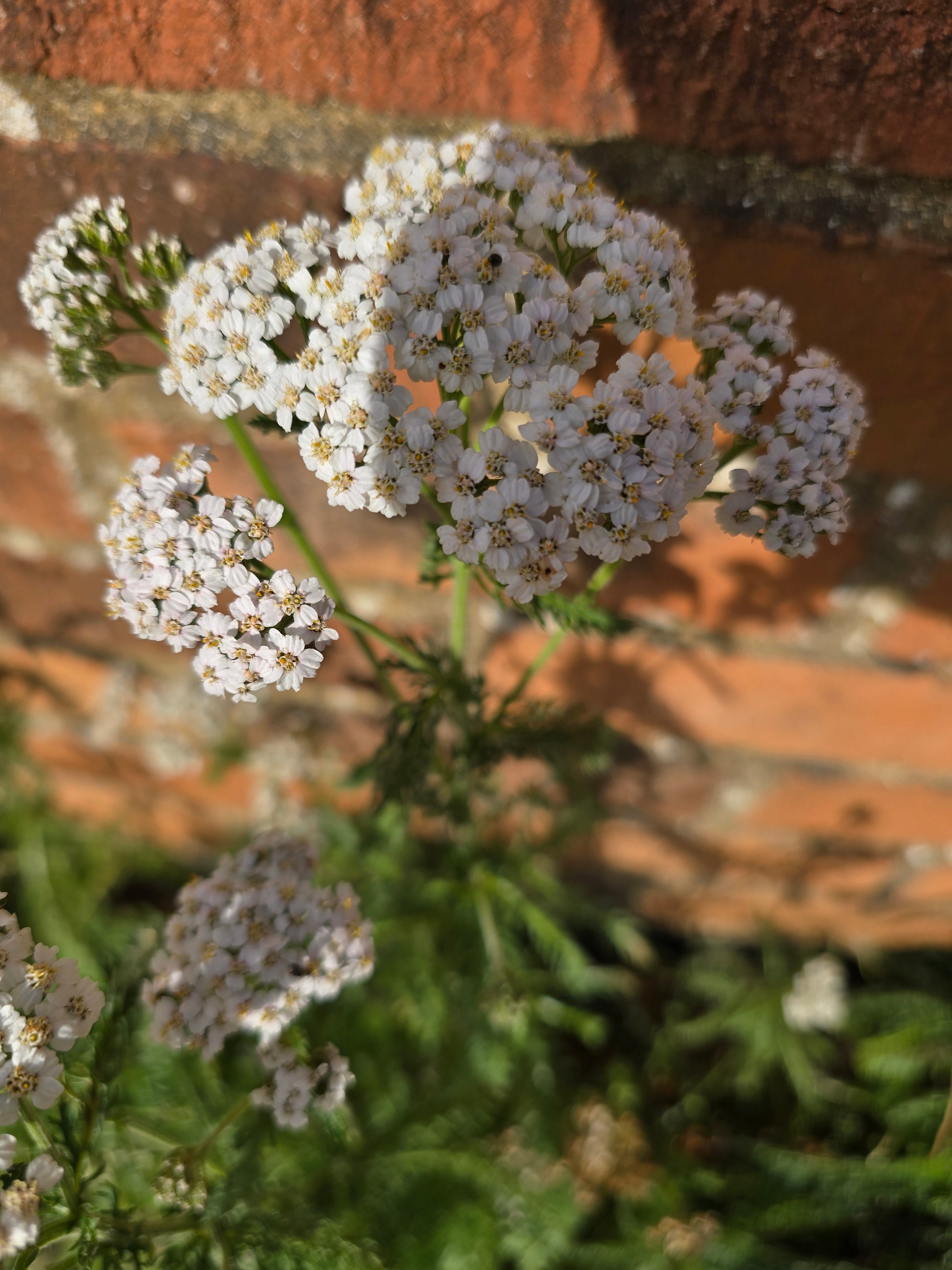 Achillea millefolium - John Cullen Gardens