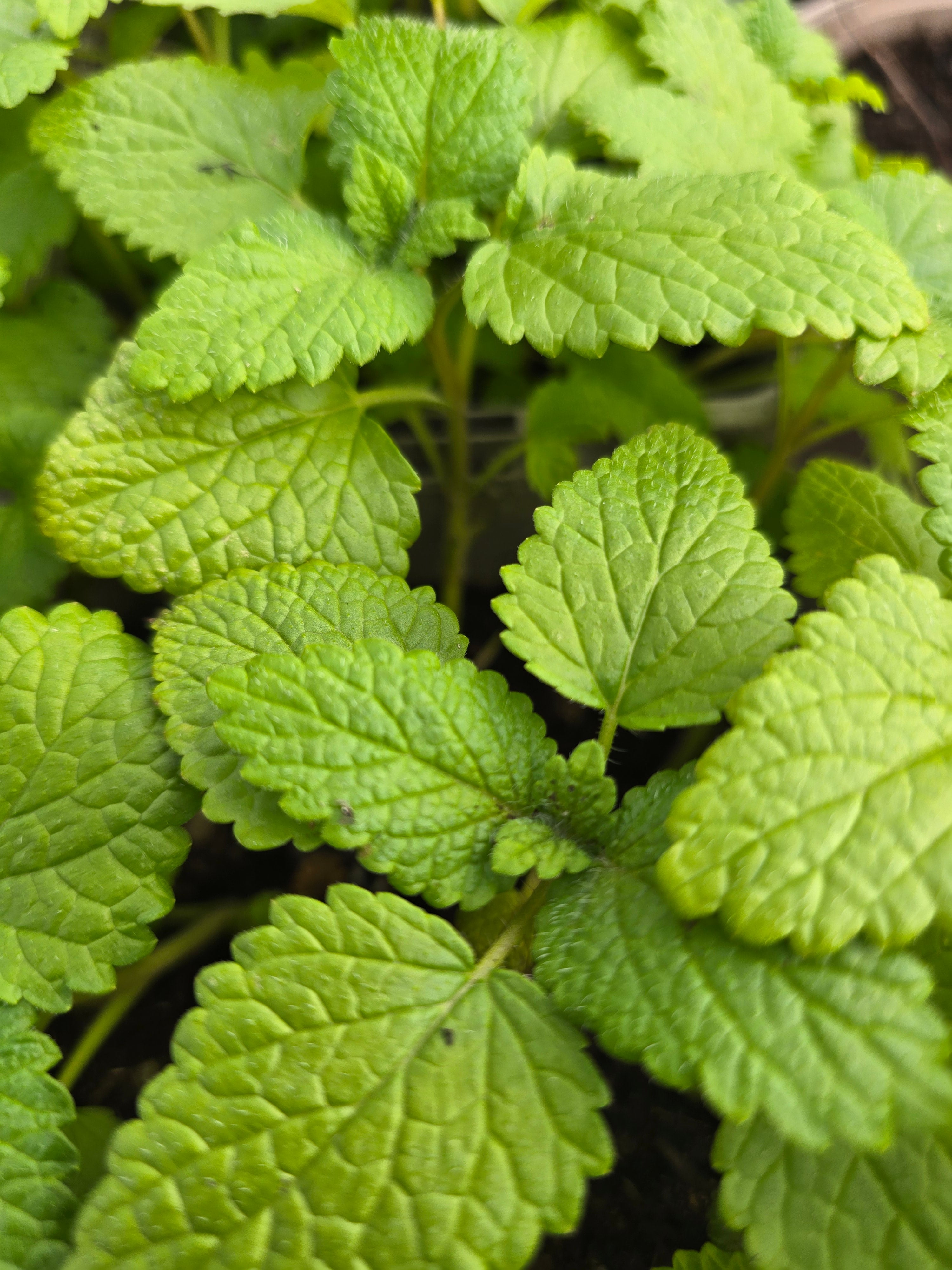 Lemon Balm - John Cullen Gardens