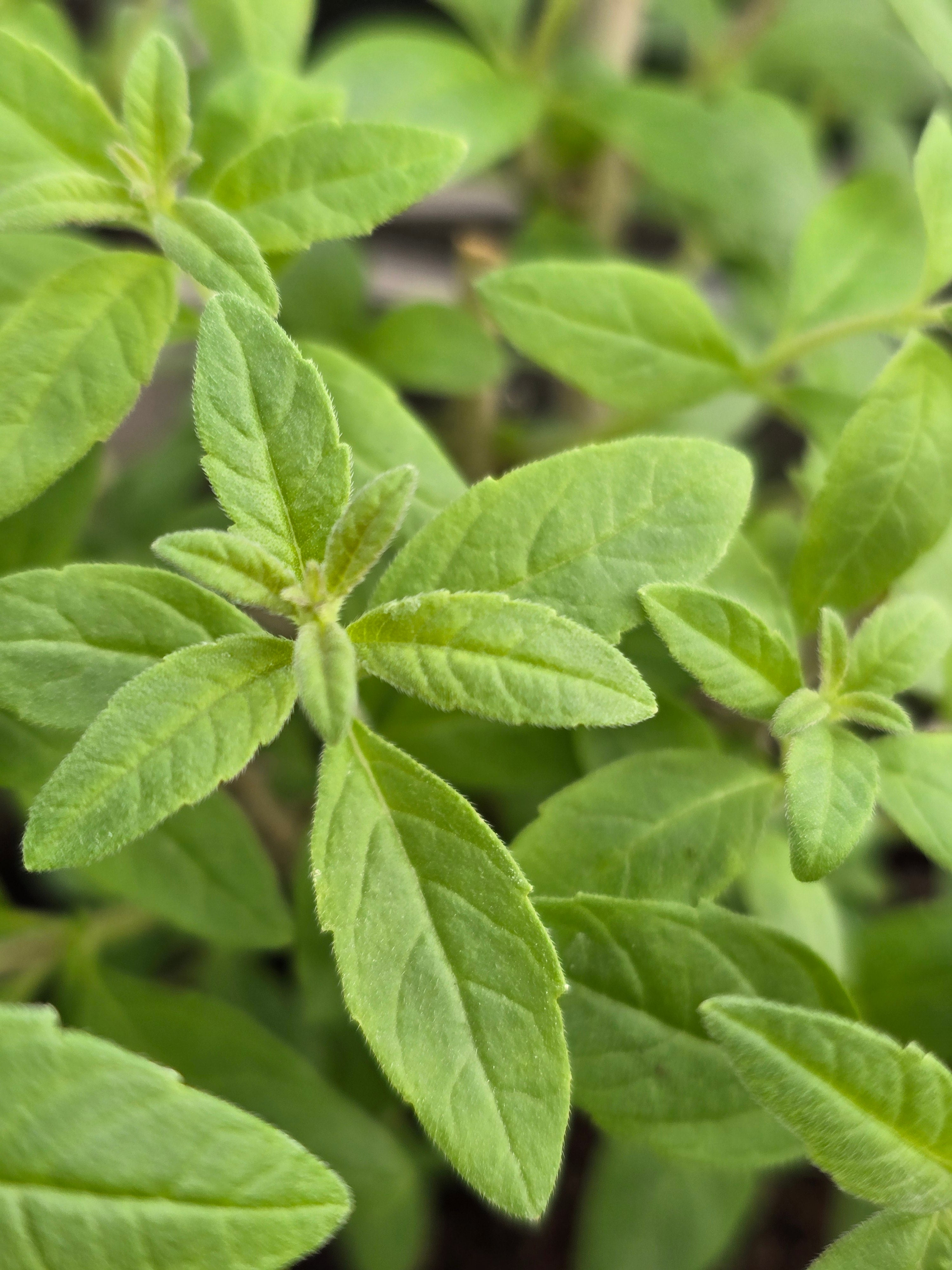 Lemon Verbena - John Cullen Gardens