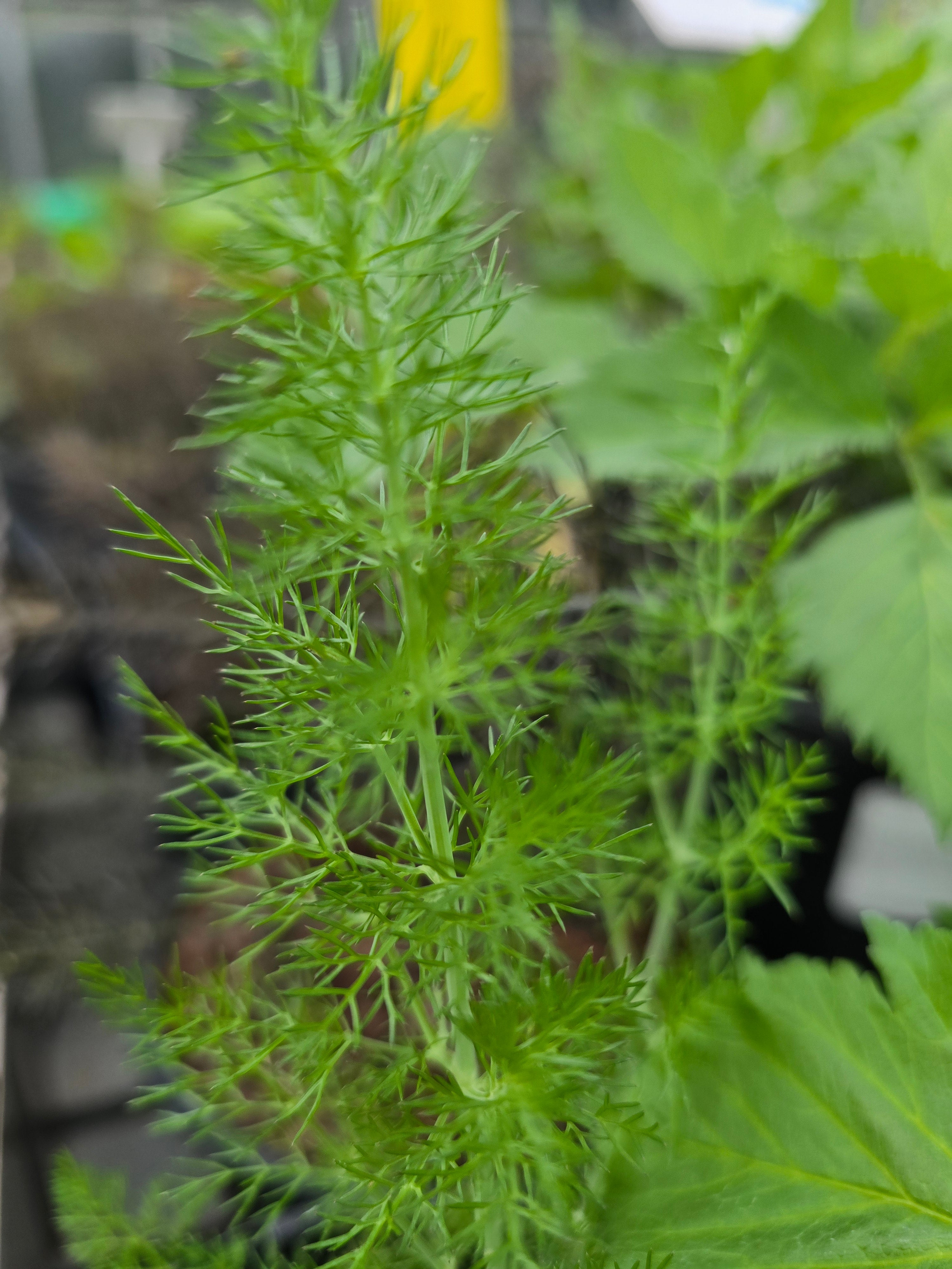 Fennel - John Cullen Gardens