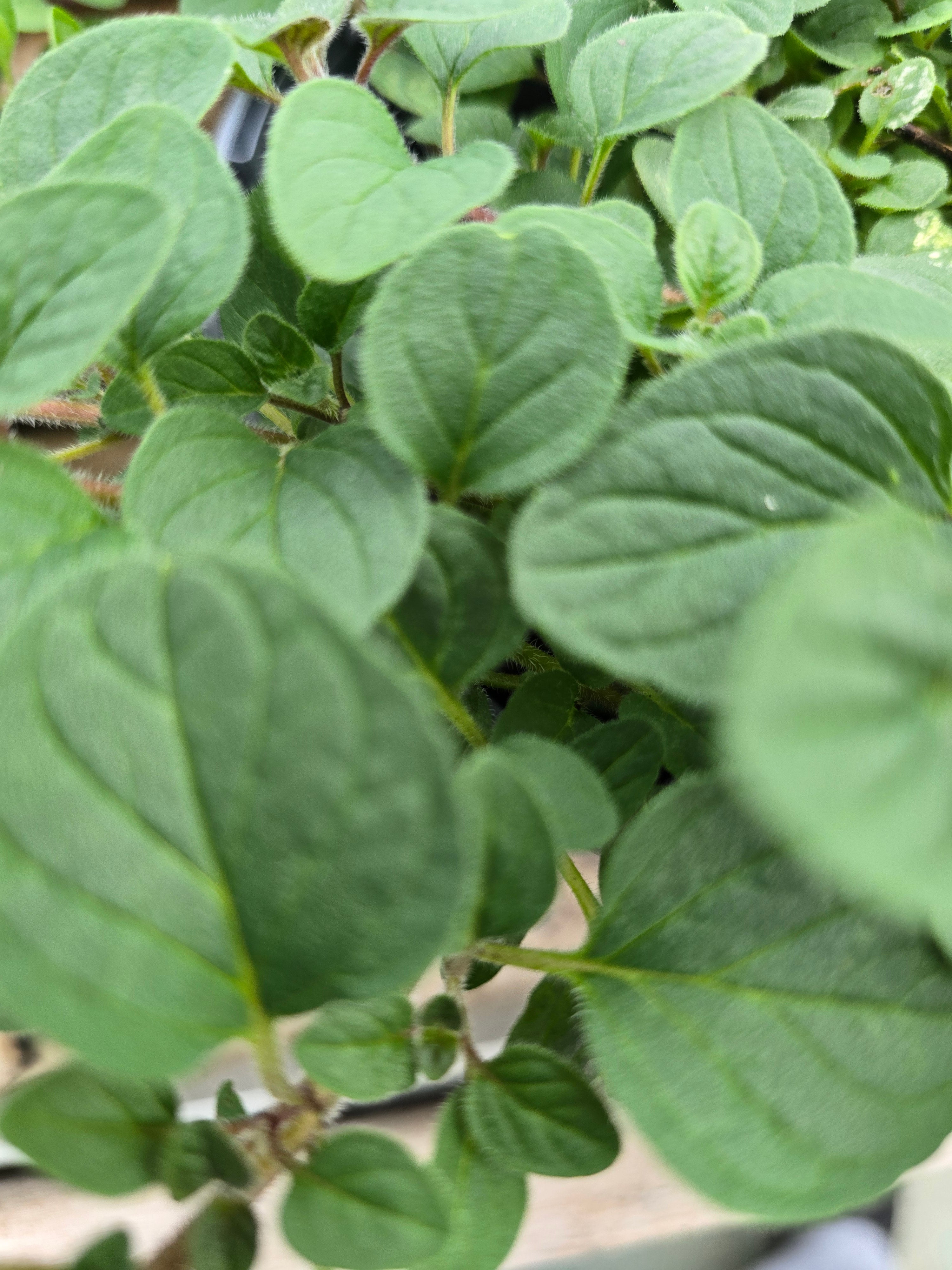 Oregano - John Cullen Gardens
