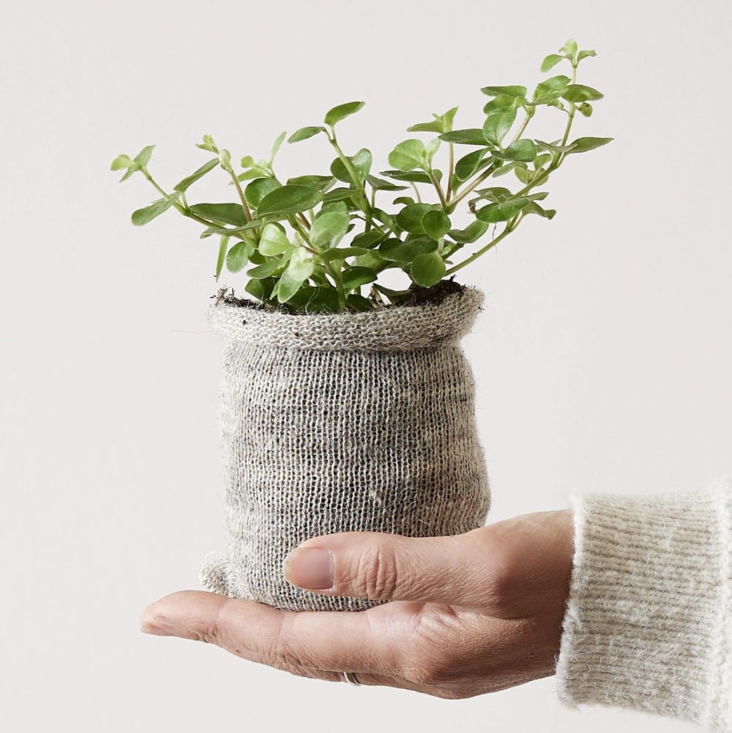 Wool Pot - 9cm Only
