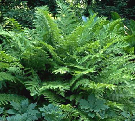 Woodwardia fimbriata - John Cullen Gardens
