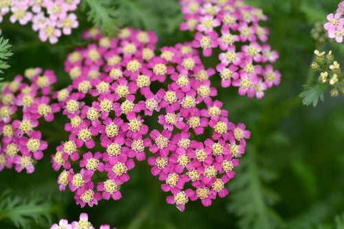 Achillea millefolium 'Colour Burst Pink (PBR) - John Cullen Gardens