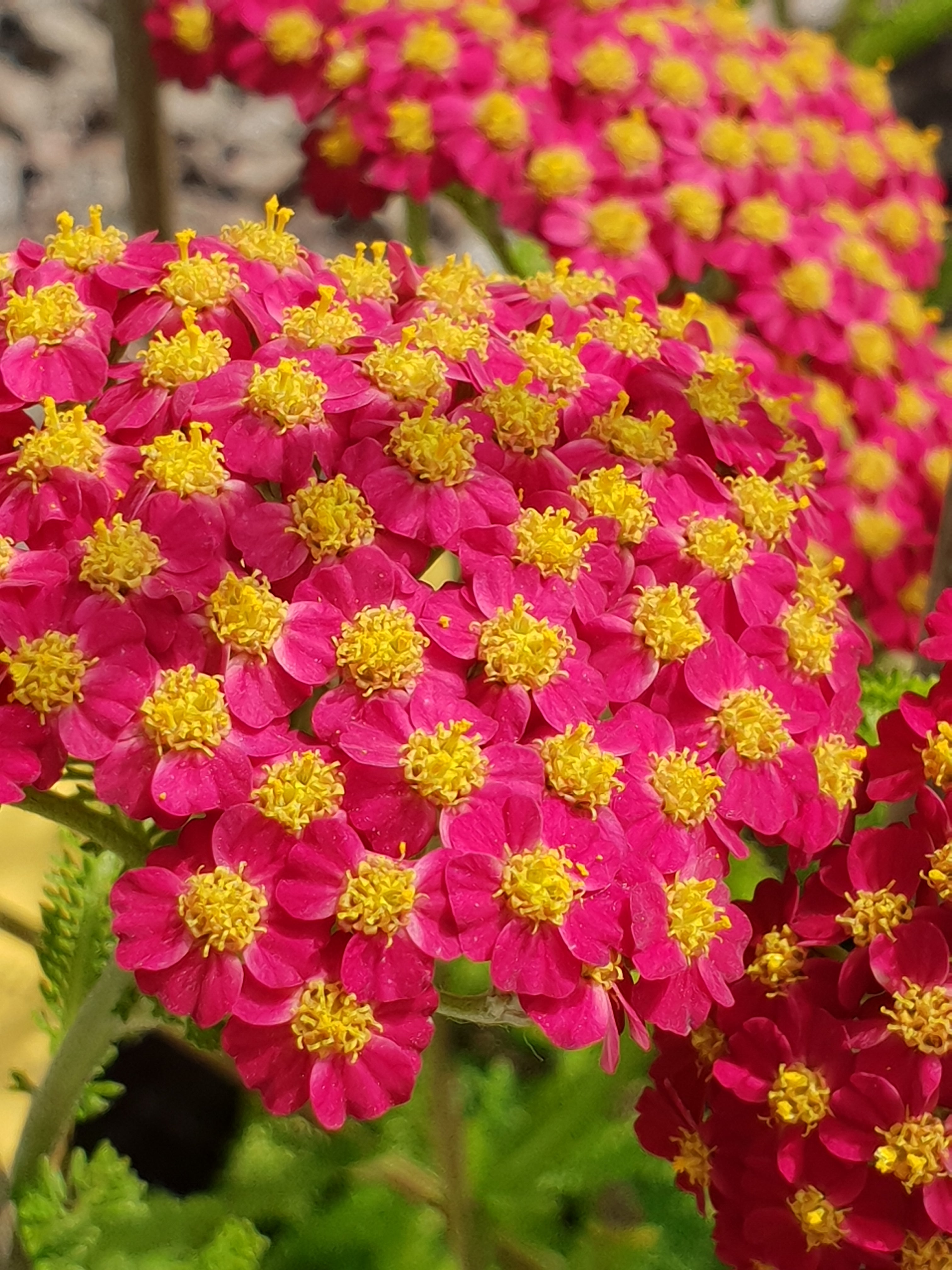Achillea 'Desert Eve Red' (PBR) - John Cullen Gardens