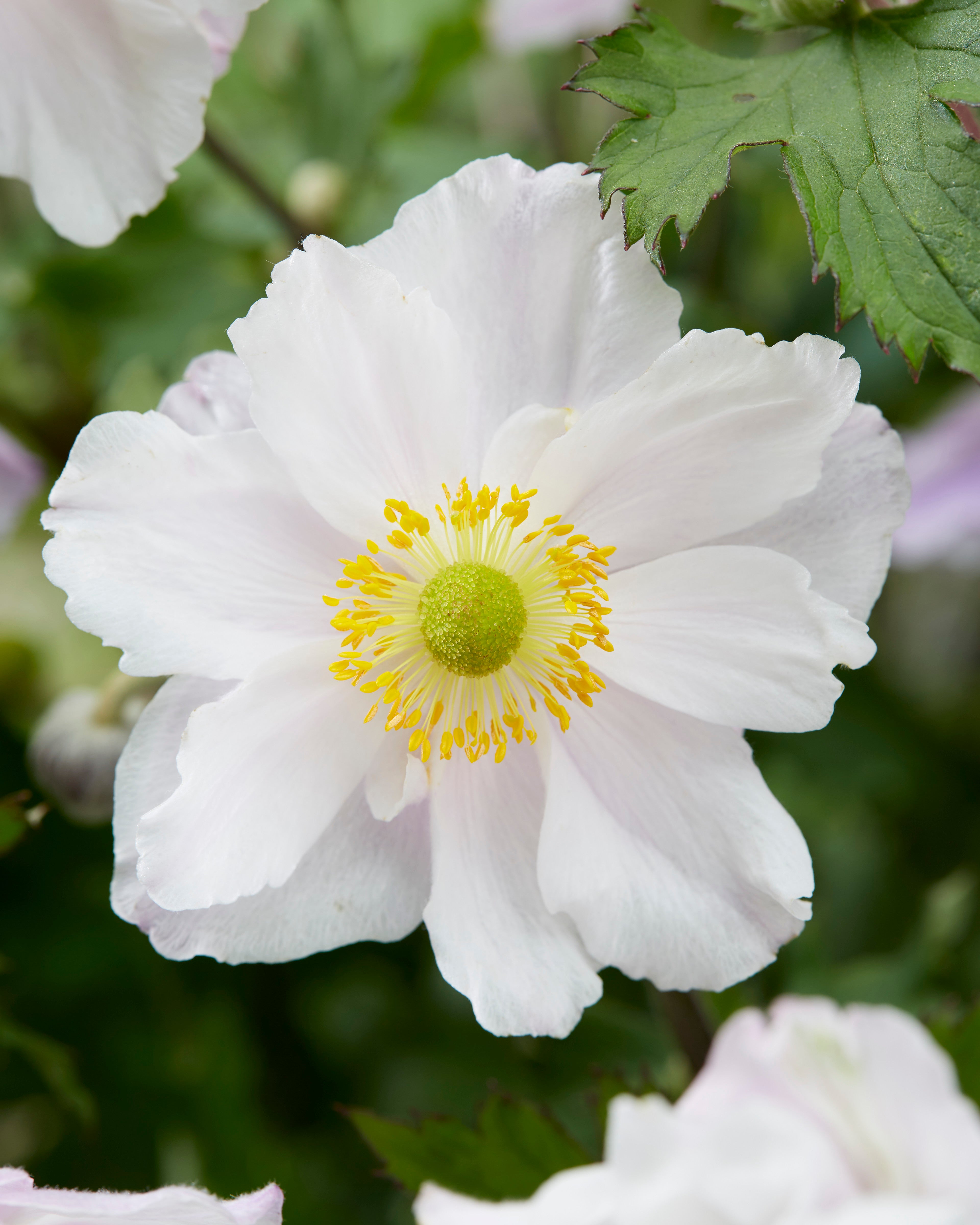 Anemone 'Dreaming Swan' (PBR) - Ready soon - John Cullen Gardens
