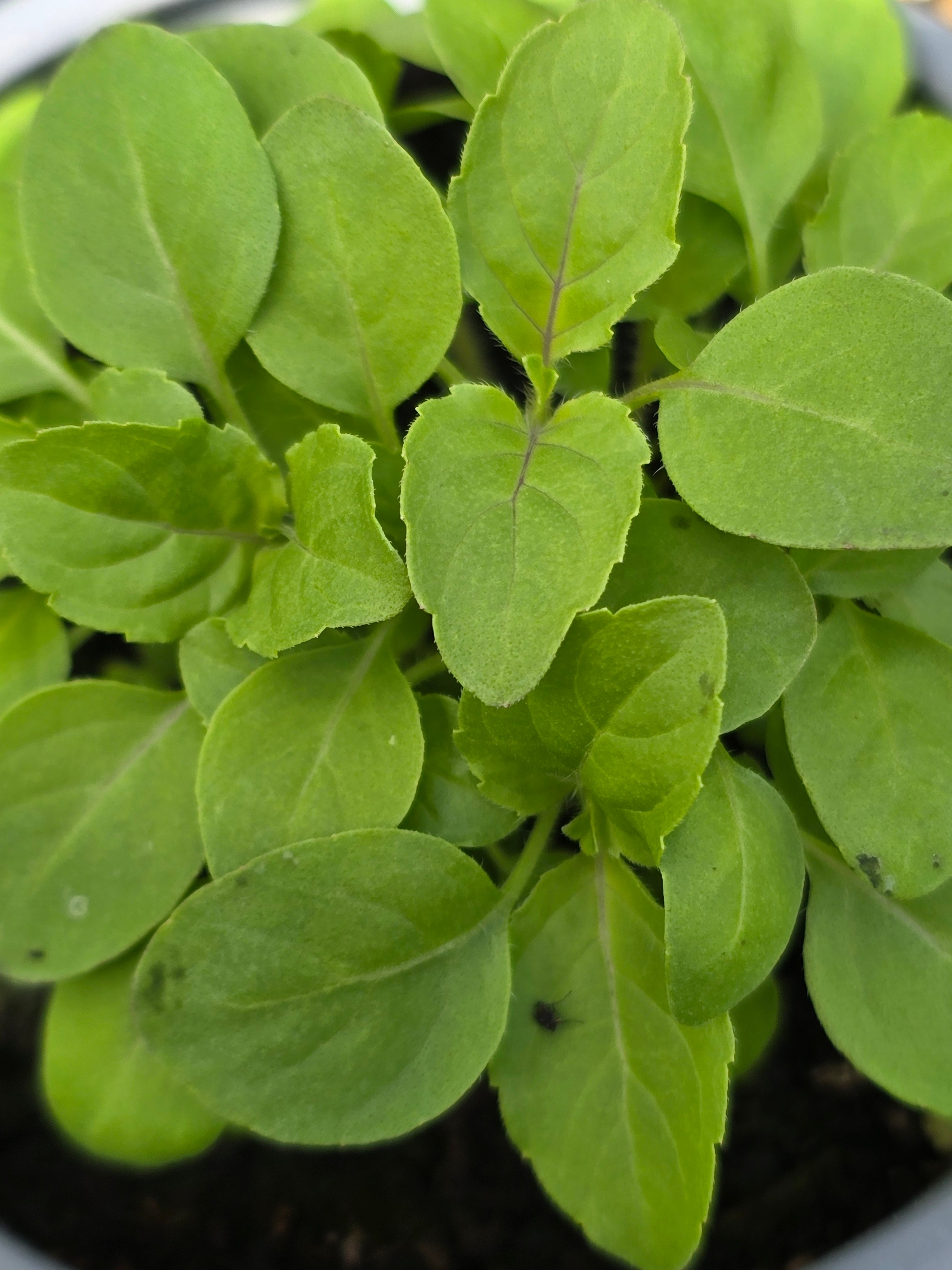 Basil - Holy - John Cullen Gardens