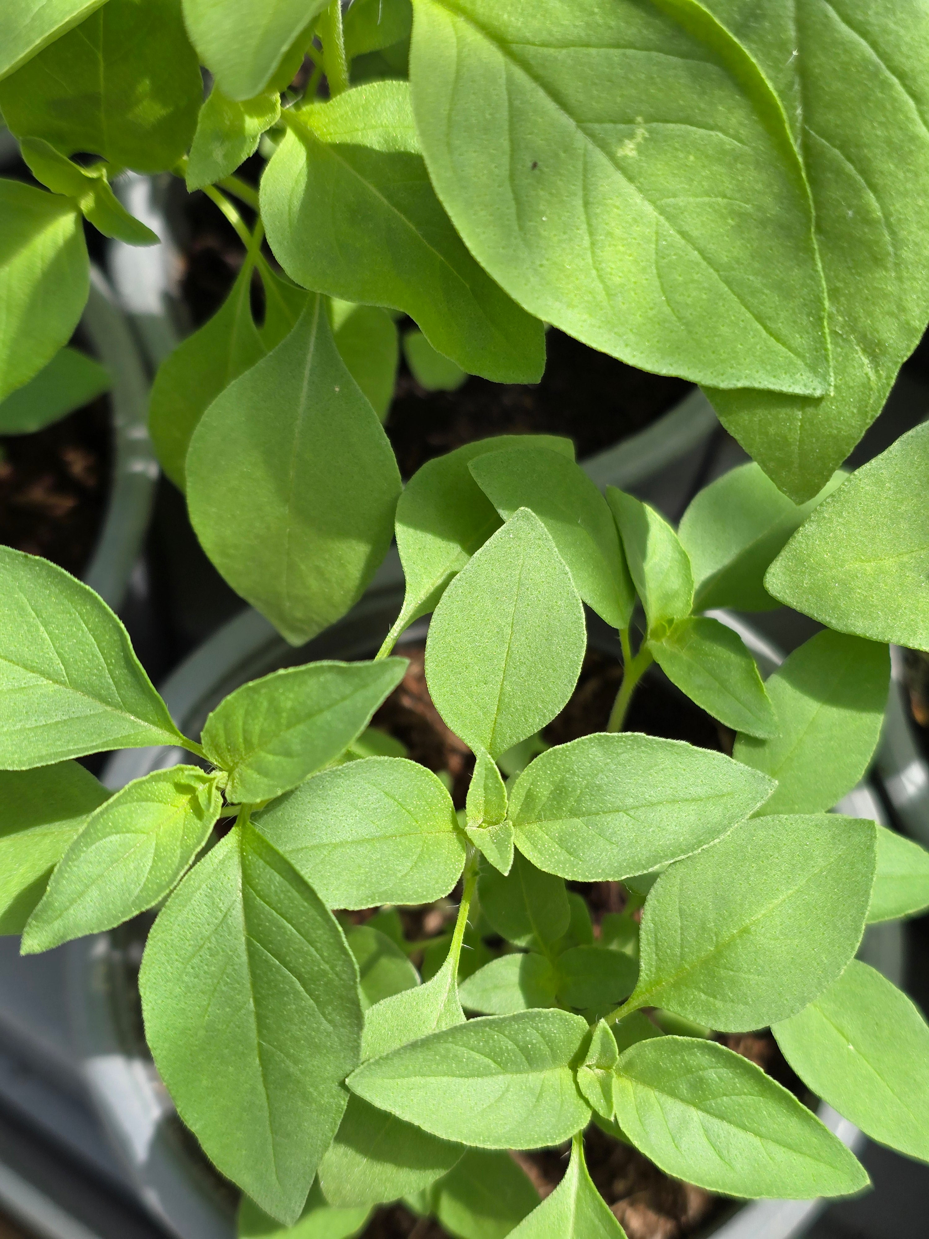 Basil - Lime - John Cullen Gardens