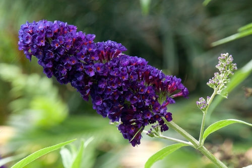 Buddleja 'Summer Bird' (PBR) - John Cullen Gardens