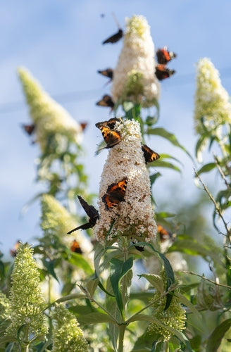 Buddleja 'Summer Bird' (PBR) - John Cullen Gardens